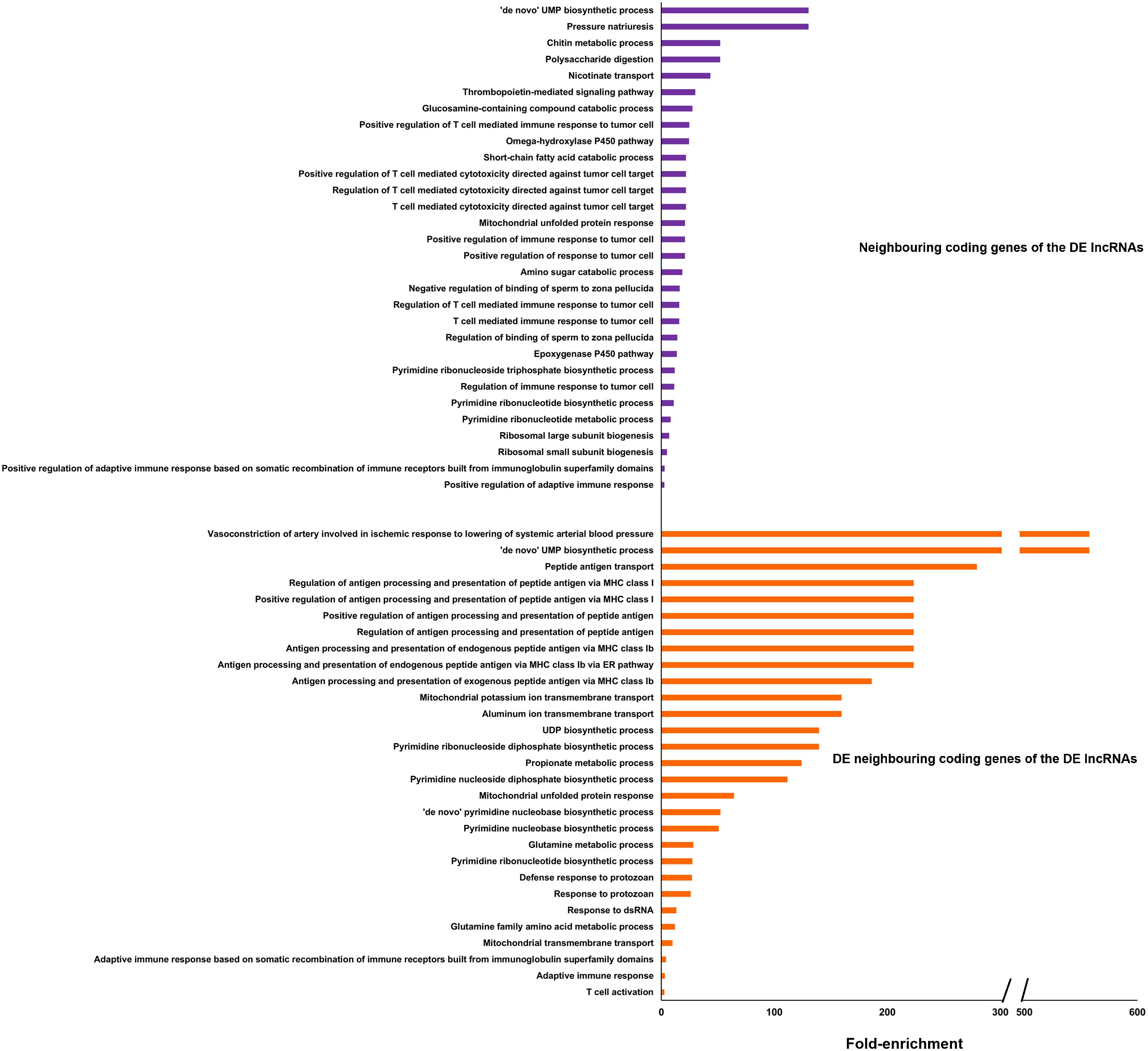 Bar chart showing fold-enrichment of neighboring coding genes of differentially expressed lncRNAs (long non-coding RNAs). Purple bars represent various biological processes like polysaccharide digestion and immune response regulation, with significant emphasis on UMPS biosynthetic processes. Orange bars depict processes like antigen processing and UMP biosynthesis, with some values reaching over 500-fold enrichment. The chart highlights substantial differences in biological activities associated with lncRNAs.