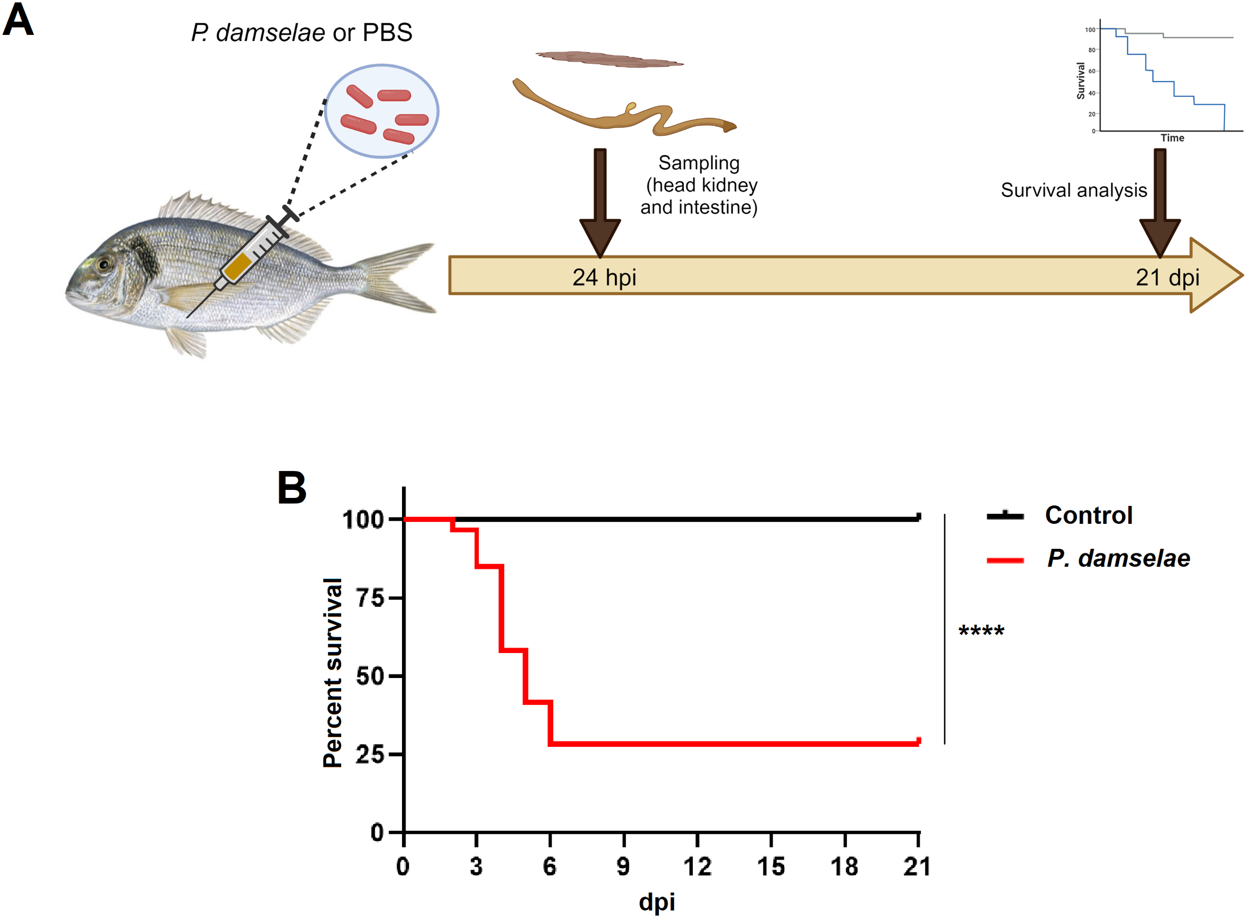 Diagram showing two panels. Panel A: A fish is injected with P. damselae or PBS, with tissue sampling at 24 hours post-injection and survival analysis at 21 days. Panel B: Survival graph showing percent survival over days post-injection. The control group maintains 100 percent survival, while the P. damselae group shows a decline to about 25 percent by day 6. Legend indicates black line for Control and red line for P. damselae with significance noted by asterisks.
