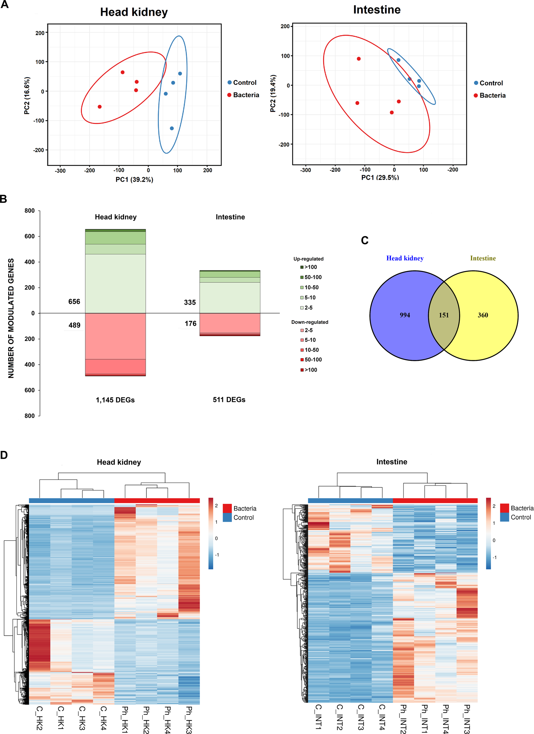 Four-panel data visualization of gene expression. Panel A: Principal Component Analysis (PCA) plots for head kidney and intestine, with bacteria (red) and control (blue) shown. Panel B: Bar graph displaying the number of modulated genes in head kidney and intestine, categorized by upregulation and downregulation. Panel C: Venn diagram showing overlap of differentially expressed genes (DEGs) in head kidney and intestine. Panel D: Heat maps of gene expression, comparing bacteria and control groups in head kidney and intestine.