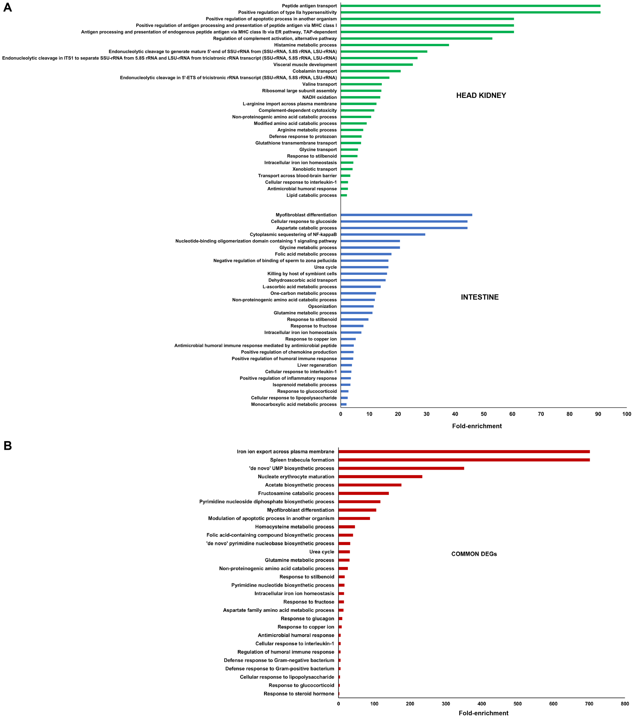 Bar graphs labeled A and B compare fold-enrichment in biological processes. Graph A features bars for head kidney and intestine processes, showing different fold-enrichment values, with categories like immune response and metabolic processes. Graph B displays common differentially expressed genes (DEGs) with processes like ion transport and biosynthetic processes having the highest fold-enrichment. Bars in A are green and blue, while B uses red.