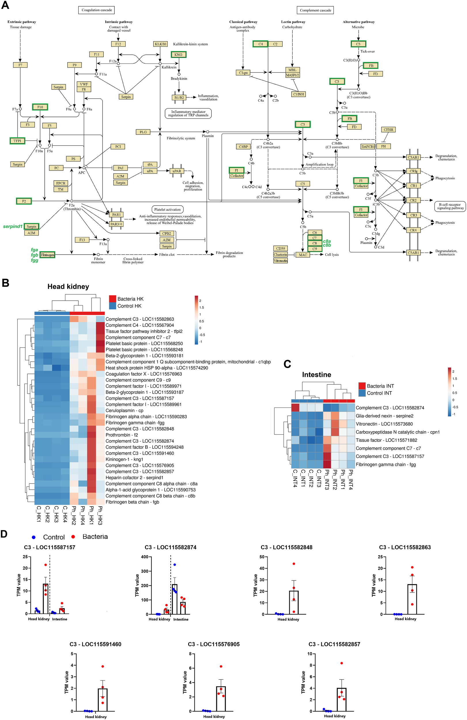 Panel A shows a detailed pathway map of coagulation, inflammation, and immune systems. Panel B and C display heat maps of gene expression in the head kidney and intestine, respectively, under bacterial and control conditions. Panel D presents bar charts comparing the TPM values of specific genes in the head kidney and intestine for both conditions.