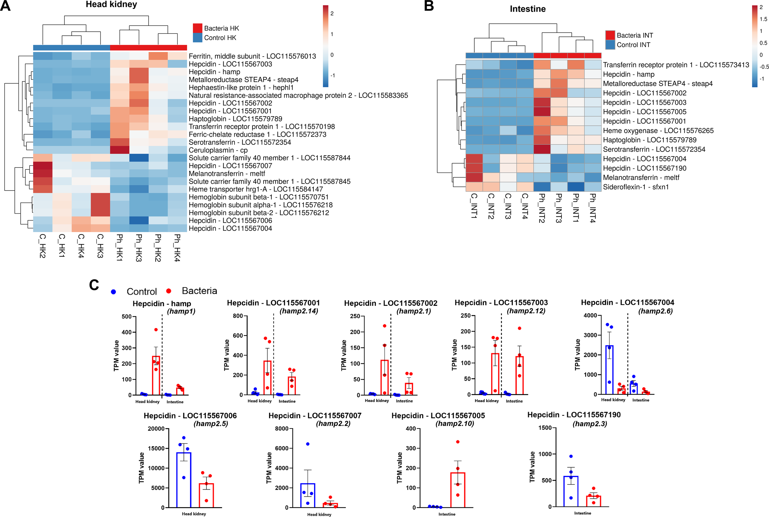 Heatmaps and charts depict gene expression in head kidney and intestine tissues, comparing control and bacteria groups. Panels A and B show clustered heatmaps with a color scale from blue (low) to red (high). Panel C displays bar graphs with TPM values for various hepcidin genes, illustrating expression levels in head kidney and intestine across control and bacteria groups.
