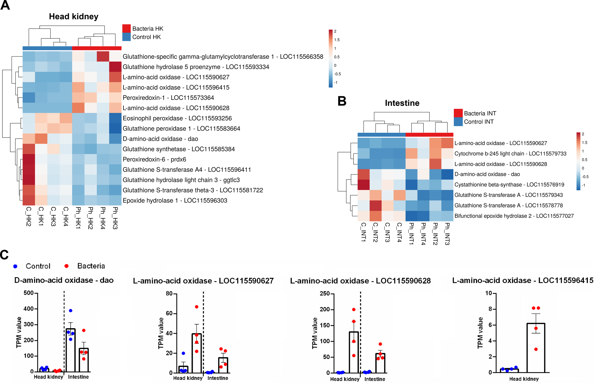 Heatmaps and bar graphs illustrate the expression of various genes in head kidney and intestine tissues under bacterial and control conditions. Panel A shows a heatmap for head kidney, with genes like glutathione-specific gamma-glutamylcyclotransferase showing variations. Panel B displays a heatmap for intestine, highlighting genes like L-amino-acid oxidase. Panel C features bar graphs comparing TPM values of specific enzymes such as D-amino-acid oxidase across tissues, with distinct points for bacteria and control groups.