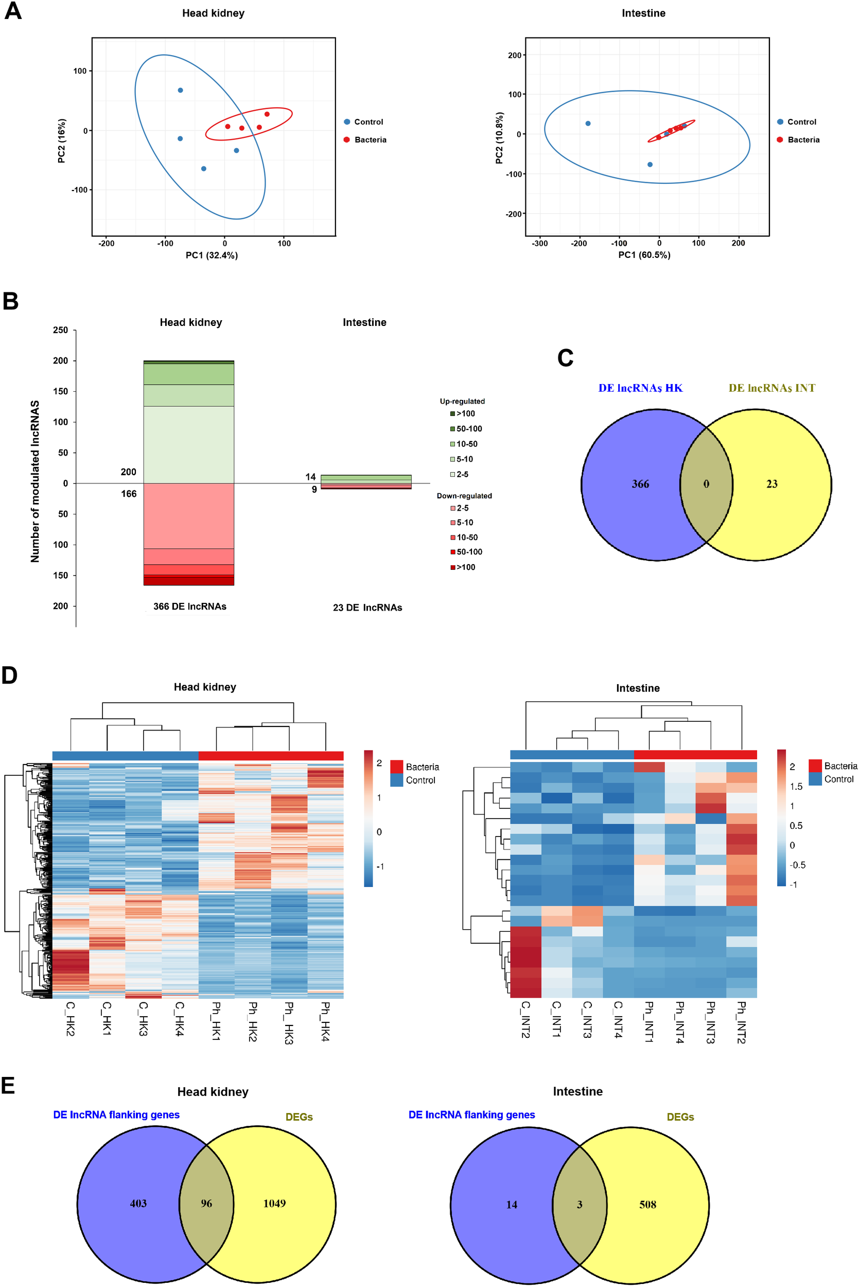 (A) PCA plots displaying sample clustering for head kidney and intestine, with control and bacteria groups. (B) Bar chart showing upregulated and downregulated lncRNAs in head kidney and intestine. (C) Venn diagram illustrating unique and shared DE lncRNAs between head kidney and intestine. (D) Heatmaps of gene expression for head kidney and intestine, differentiated by bacteria and control groups. (E) Venn diagrams showing overlap between DE lncRNA flanking genes and DEGs for head kidney and intestine.