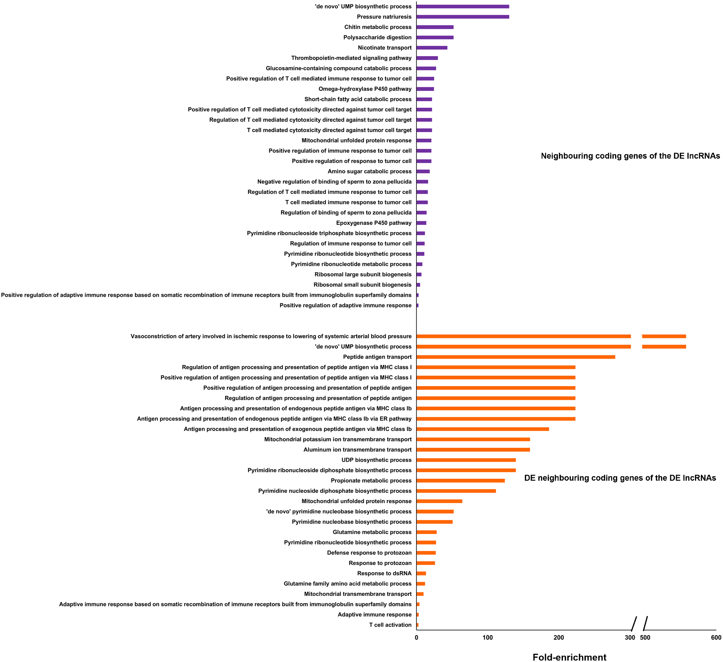 Bar chart showing fold-enrichment of neighboring coding genes of differentially expressed lncRNAs (long non-coding RNAs). Purple bars represent various biological processes like polysaccharide digestion and immune response regulation, with significant emphasis on UMPS biosynthetic processes. Orange bars depict processes like antigen processing and UMP biosynthesis, with some values reaching over 500-fold enrichment. The chart highlights substantial differences in biological activities associated with lncRNAs.