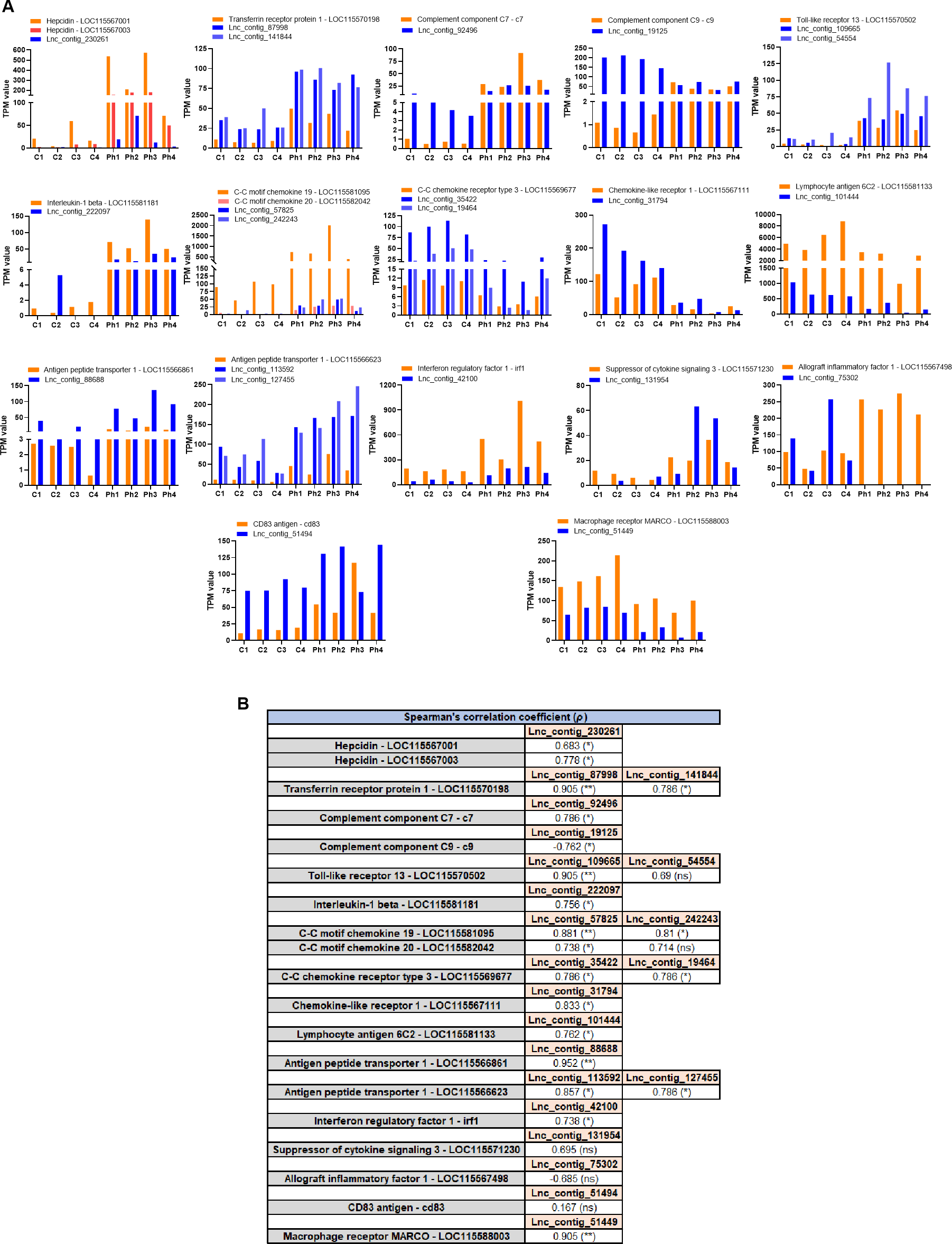 Panel A shows multiple bar graphs comparing TPM value expression across the C and Ph groups for genes like hepcidin and interleukin. Panel B presents a table of Spearman's correlation coefficients for various genes, indicating associations with corresponding Linc_contig values.