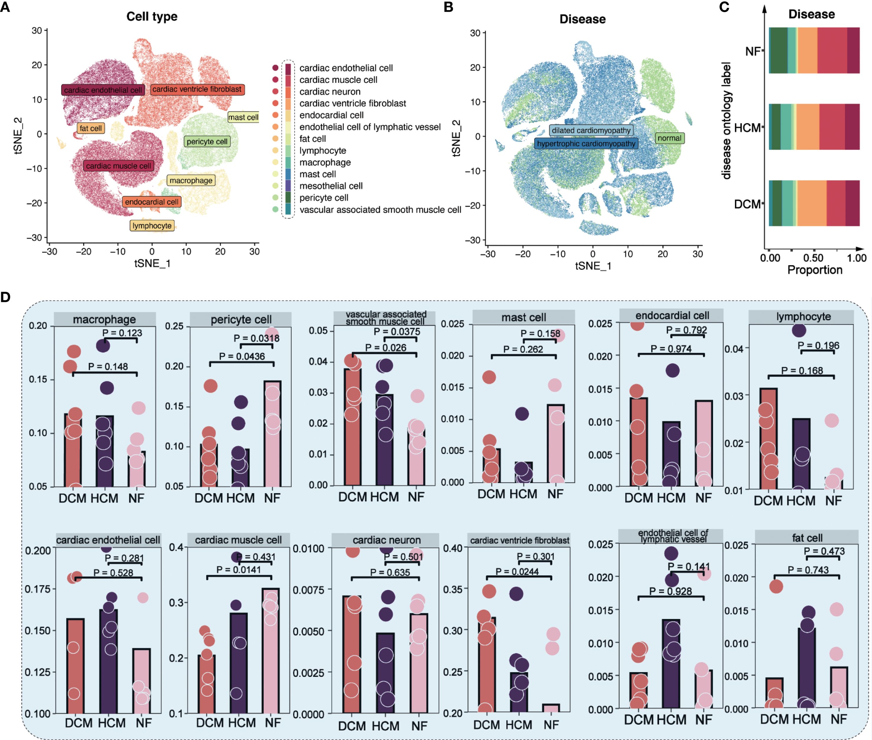 Scatter plots and bar charts display cell type distributions and disease correlations. Panel A shows cell types in t-SNE plots. Panel B presents disease variations. Panel C displays disease ontology proportions for NF, HCM, and DCM. Panel D contains bar charts comparing cell types across DCM, HCM, and NF, with statistical significance indicated by p-values.