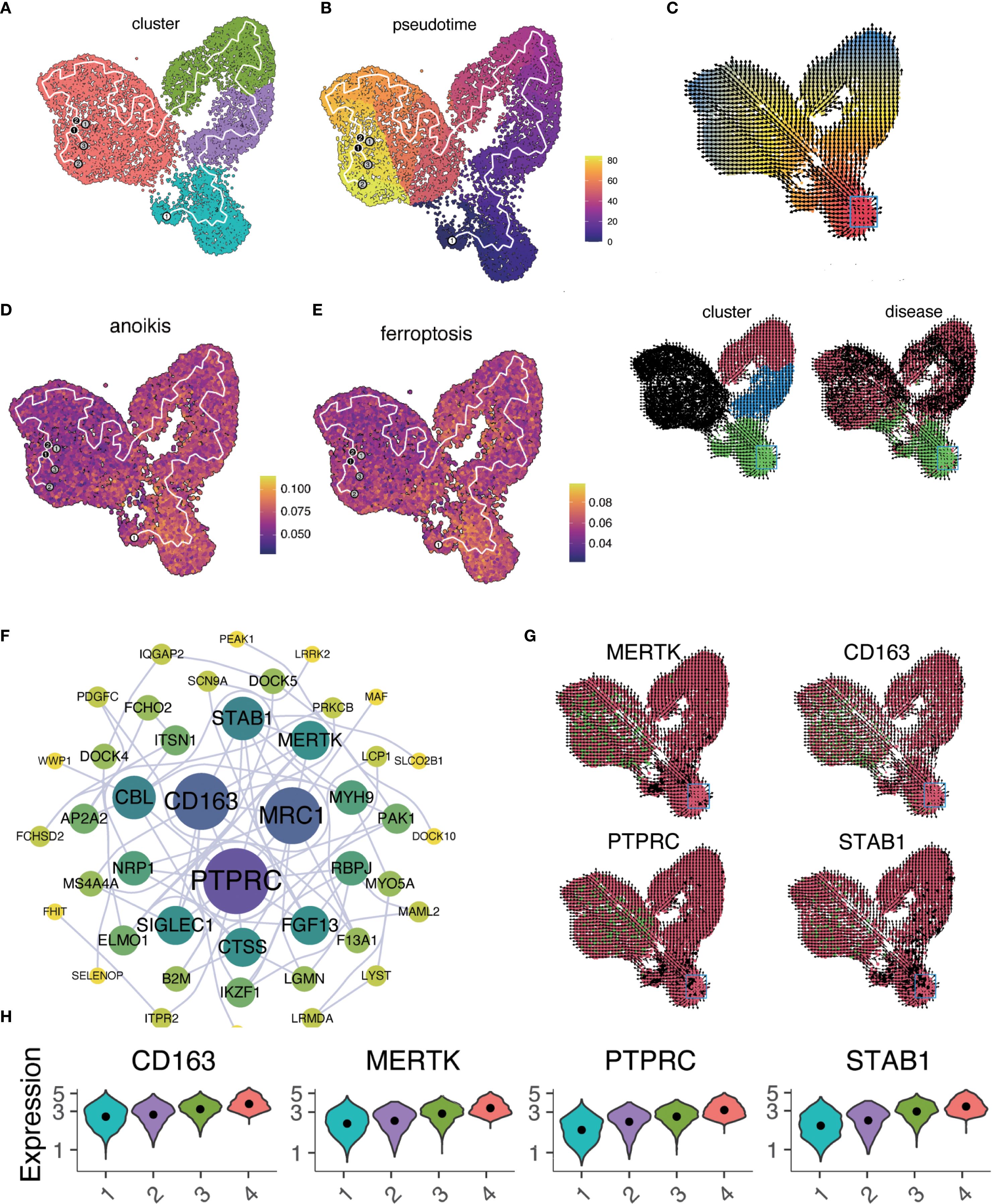 A series of scientific visualizations including clustering, pseudotime, and expression maps using color gradients to represent data. Panels A-E show various analyses like clustering, pseudotime, and expressions of anoikis and ferroptosis. Panel F displays a network diagram with genes such as CD163 and PTPRC. Panel G presents expression maps of genes MERTK, CD163, PTPRC, and STAB1. Panel H contains violin plots indicating expression levels of these genes across different clusters.