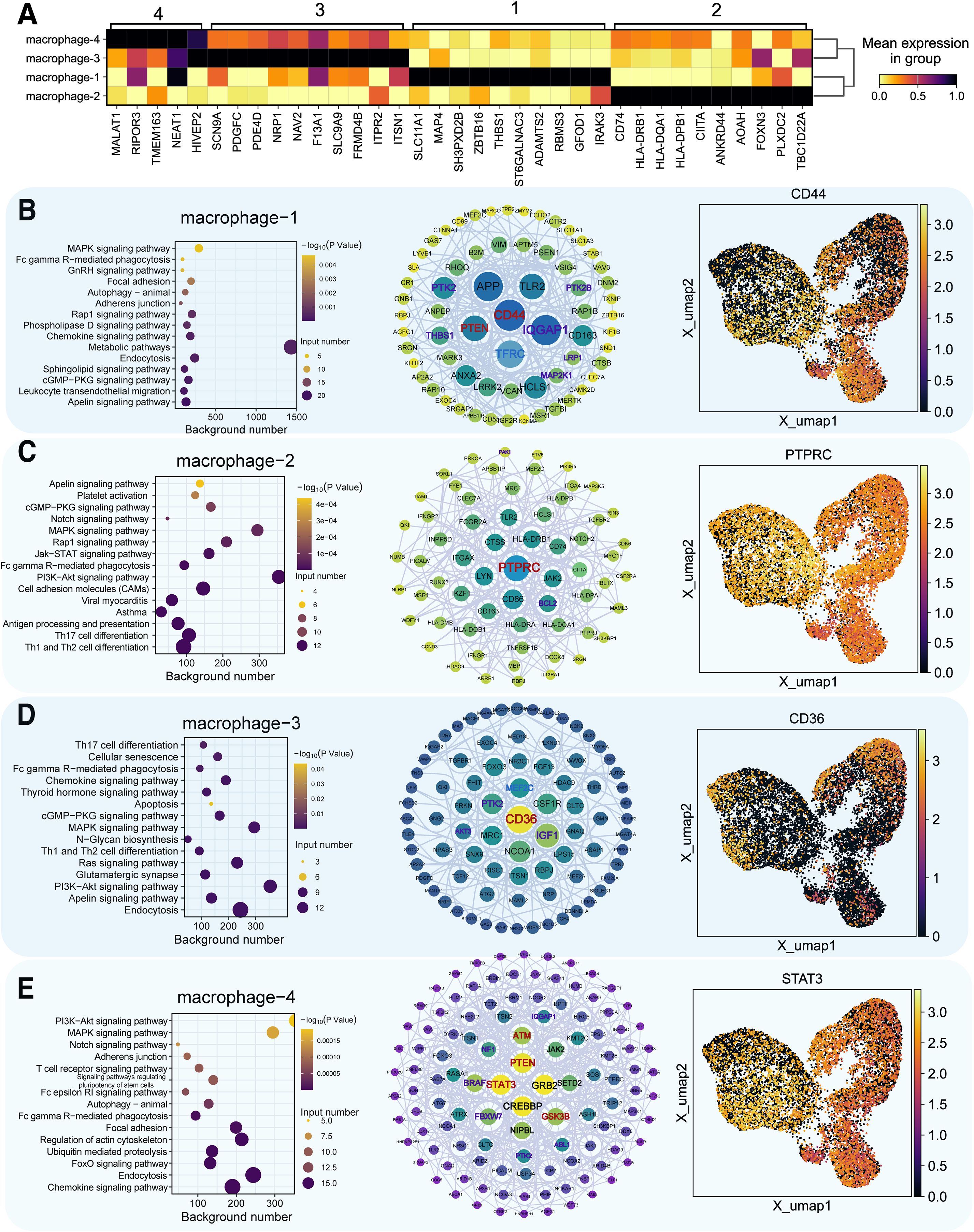 Heatmap and network diagrams comparing different macrophage groups. Panel A shows a heatmap of gene expression across five macrophage groups with varying color intensity. Panels B, C, D, and E depict network diagrams and UMAP plots for macrophage groups one, two, three, and four, respectively. Each panel contains a pathway enrichment dot plot and network analysis highlighting specific genes such as CD44, PTPRC, CD36, and STAT3, along with corresponding expression maps visualized in UMAP scatter plots. Color scales on UMAP plots represent different expression levels.