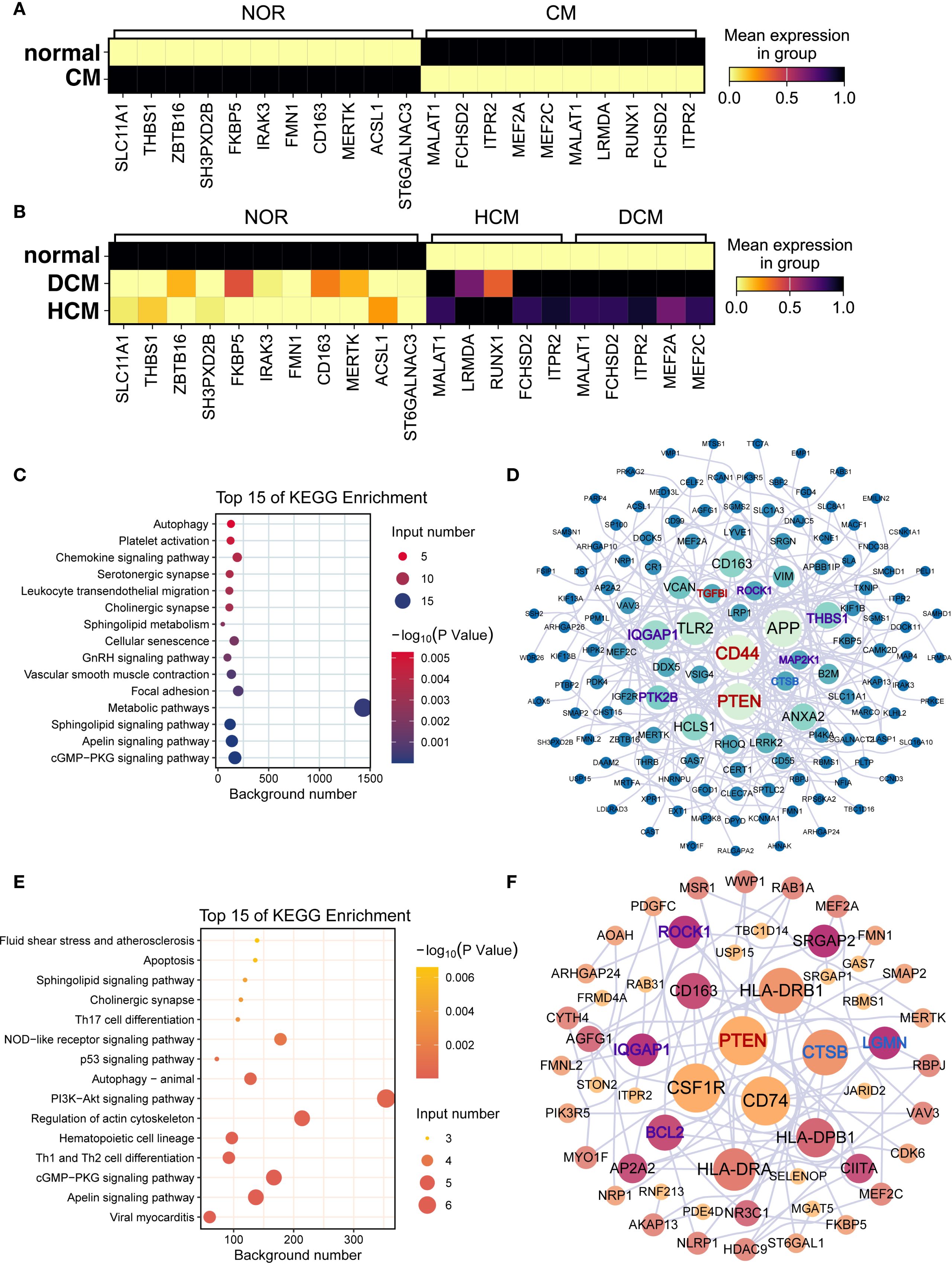 (A) and (B) show gene expression heatmaps for CM subtypes with color indicating expression levels. Panels C and E display KEGG enrichment bubble charts, highlighting metabolic pathways (Panel C) and the PI3K–Akt signaling pathway (Panel E). (D) and (F) illustrate gene network diagrams, highlighting interactions and key genes like PTEN and CD44 with varying node sizes and colors based on significance.