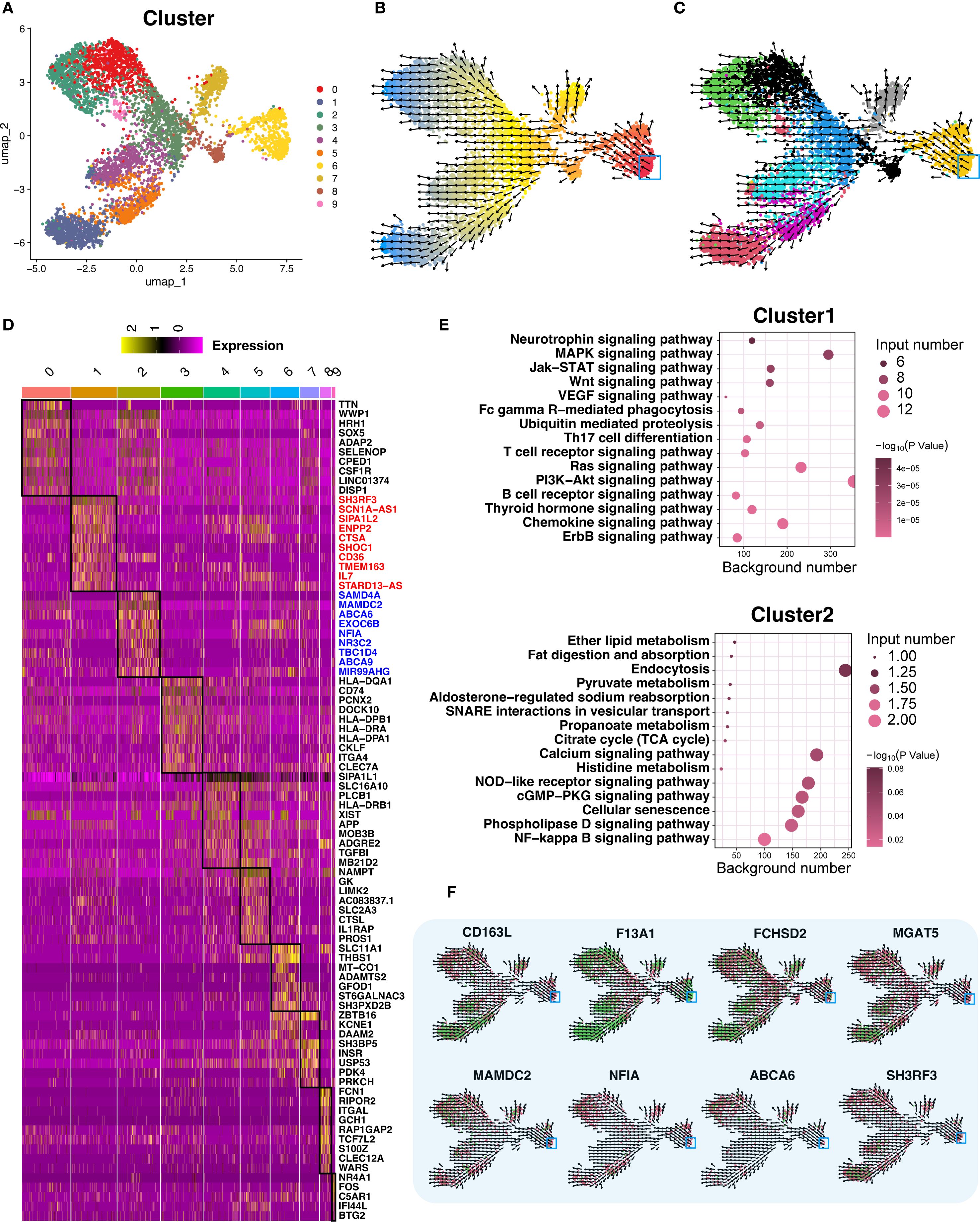 A composite image featuring several panels. Panel A: Trajectory analysis of terminally differentiated Macrophage‑4. Panel A: UMAP re‑clustering of Macrophage‑4 into 10 subclusters; each color denotes a distinct subcluster (categorical). Panel B and C: Vector field diagrams illustrating directional data across the clusters, with color gradients indicating changes. Panel D: A heatmap displaying gene expression levels across different clusters with varying color intensities. Panel E: Dot plots showing enriched signaling pathways for Cluster 1 and Cluster 2, with input number, background number, and significance levels. Panel F: Schematic representations of various genes, labeled with names like CD163L, F13A1, and others.