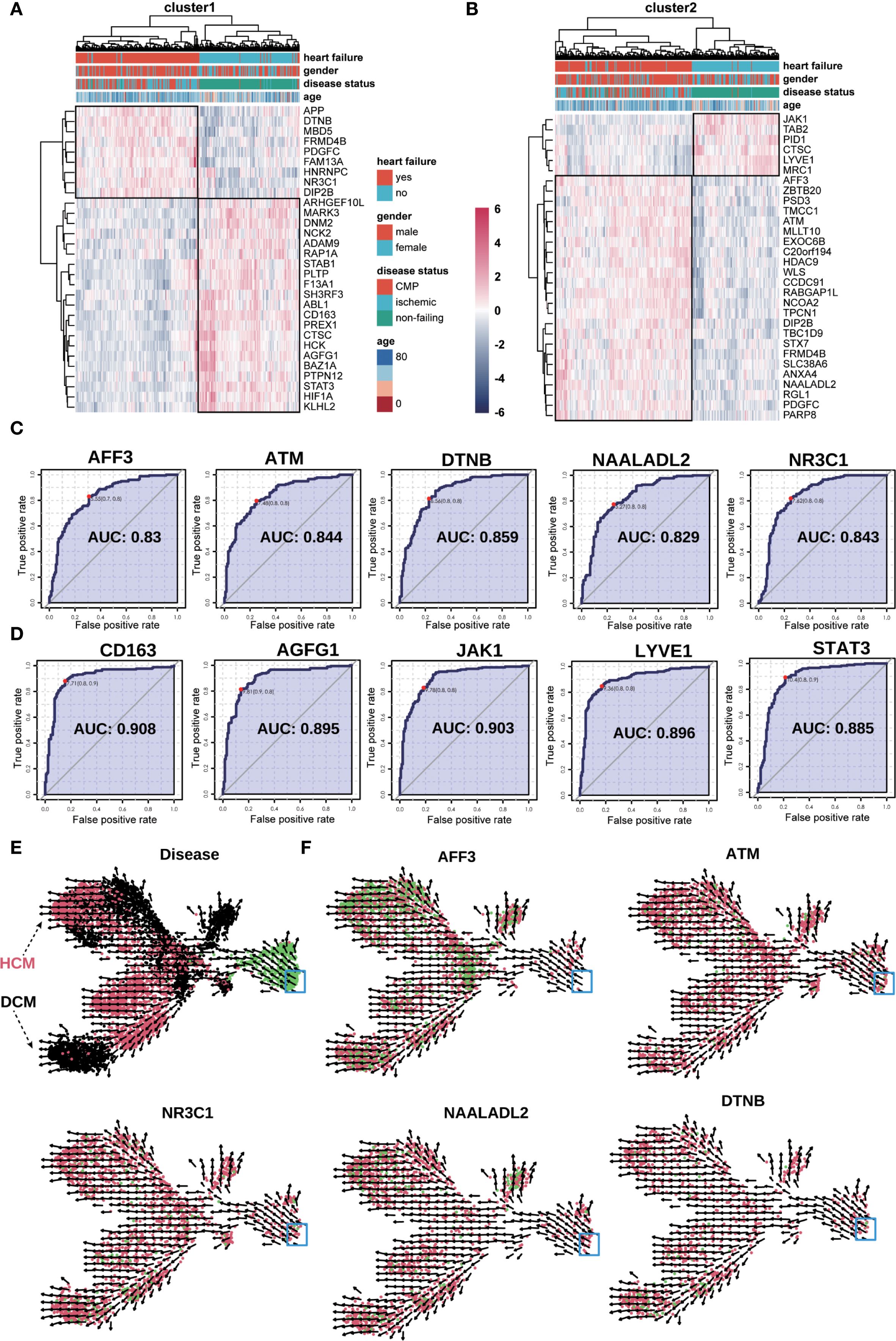 Hierarchical heatmaps, ROC curves, and flow cytometry plots illustrate gene expression and disease associations. Panels A and B show clustering based on heart failure, gender, and disease status, highlighting different gene expressions. Panels C and D present ROC curves for various genes, indicating areas under the curve (AUC) for performance metrics. Panel E: UMAP plot of RNA velocity analysis overlaid with disease classification, illustrating overall differentiation trajectories of the marker genes, while panel F presents multiple plots for different genes, showing expression variations.