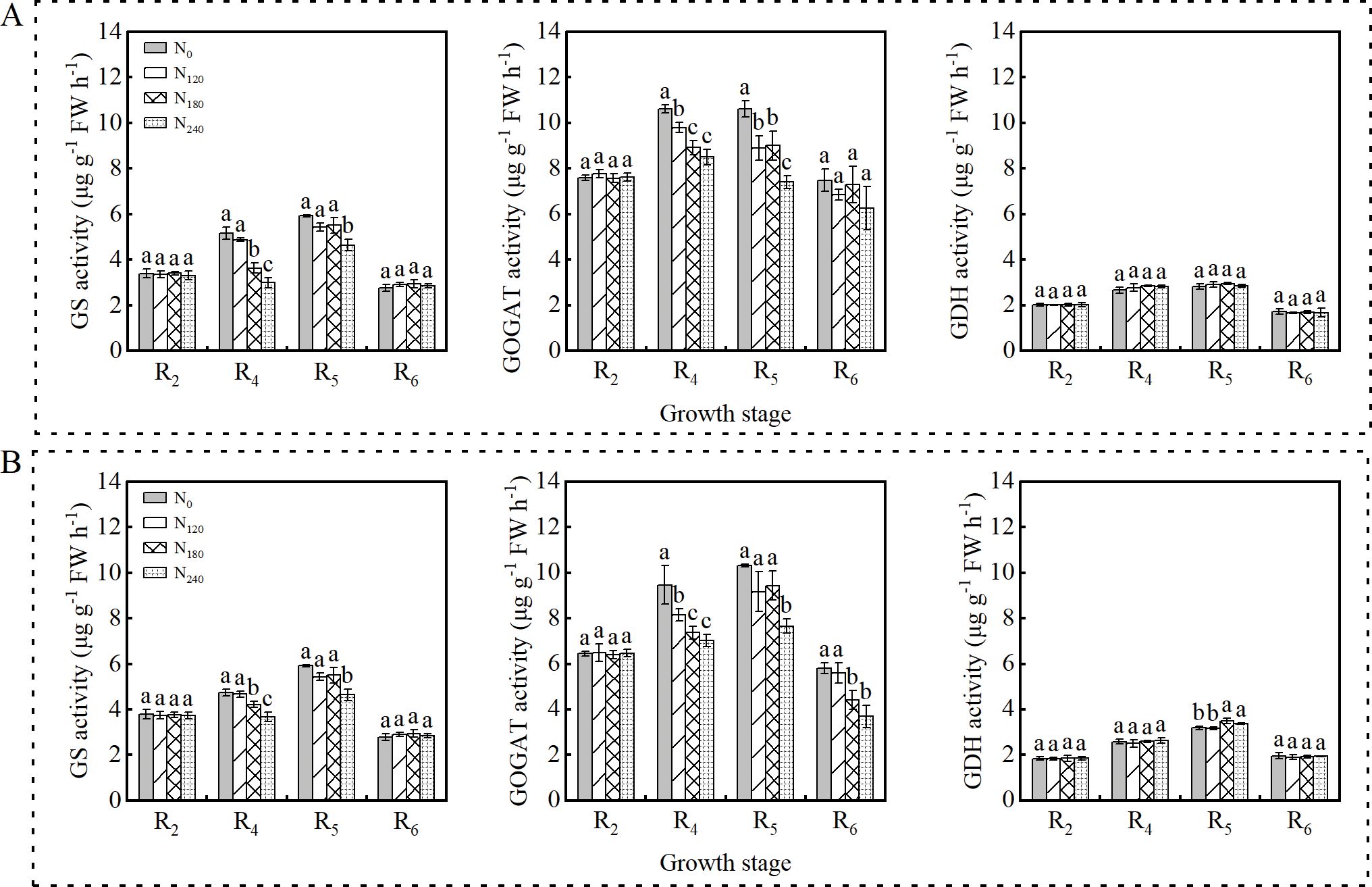Two sets of bar graphs labeled A and B, each with three charts. The graphs depict GS, GOGAT, and GDH enzyme activity in micrograms per gram of fresh weight per hour over growth stages R2, R4, R5, and R6. Different nitrogen levels (N₀, N₁₂₀, N₁₈₀, N₂₄₀) are represented by different patterns. The GS and GOGAT activity shows more variation with nitrogen levels and growth stages, while GDH activity remains relatively low and constant. Annotated letters indicate statistical significance.