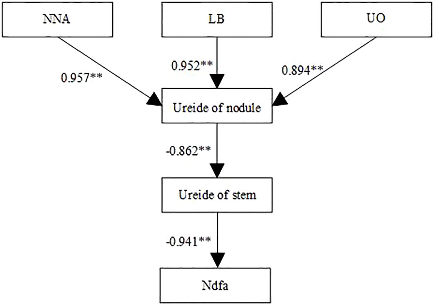 Flowchart showing relationships between variables. NNA, LB, and UO contribute to “Ureide of nodule” with coefficients 0.957, 0.952, and 0.894, respectively. “Ureide of nodule” influences “Ureide of stem” with -0.862, which then impacts “Ndfa” with -0.941. Arrows indicate directions.