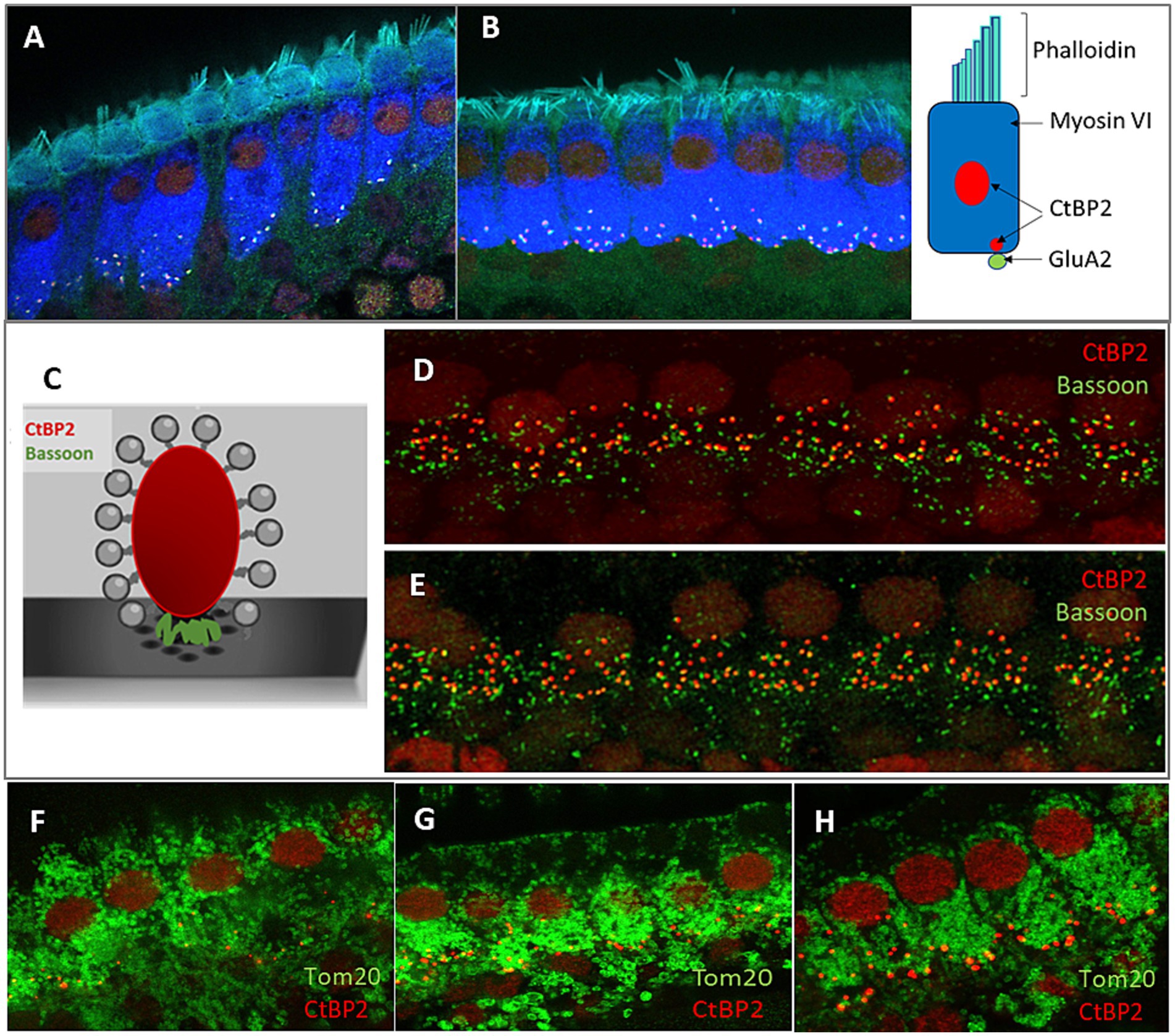 Panels A and B depict fluorescent imaging of cochlear hair cells, highlighting structures labeled with Phalloidin, Myosin VI, CtBP2, and GluA2 in blue, green, and red. Panel C is a schematic illustrating CtBP2 as a red oval surrounded by gray circles, with green Bassoon beneath. Panels D and E display fluorescence of CtBP2 and Bassoon in red and green within cells. Panels F, G, and H show fluorescence imaging of Tom20 and CtBP2, labeled in green and red, respectively, indicating cellular localization patterns.