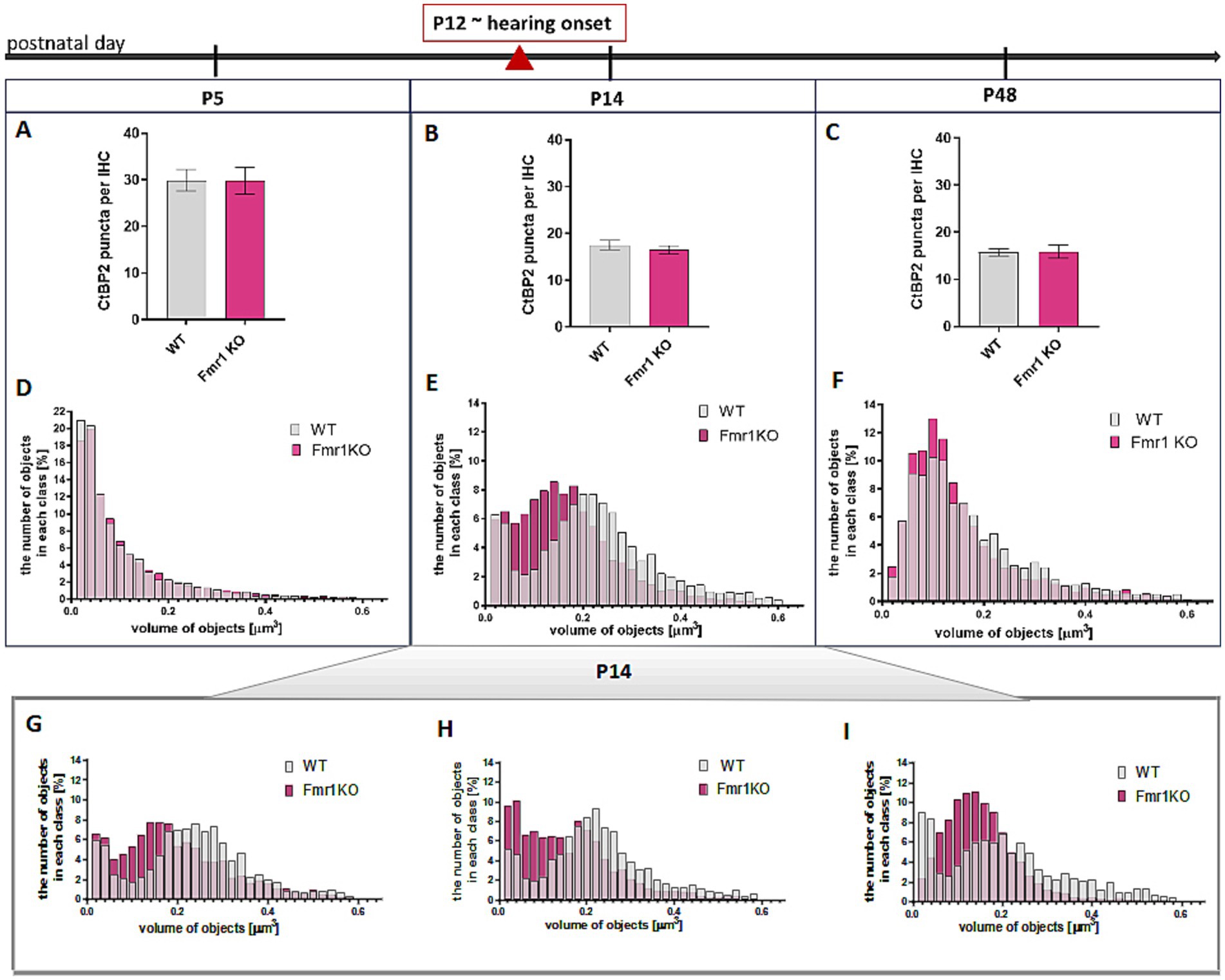 Bar and histogram panels depict CIB2 puncta per inner hair cell (IHC) in wild-type (WT) and Fmr1KO mice across postnatal days P5, P14, and P48. Panels A, B, C show bar graphs comparing CIB2 puncta, while panels D, E, F, G, H, and I display histograms of object volume distributions in both WT and Fmr1KO groups. The graphs highlight changes over time and at different postnatal stages, especially around hearing onset at P14.