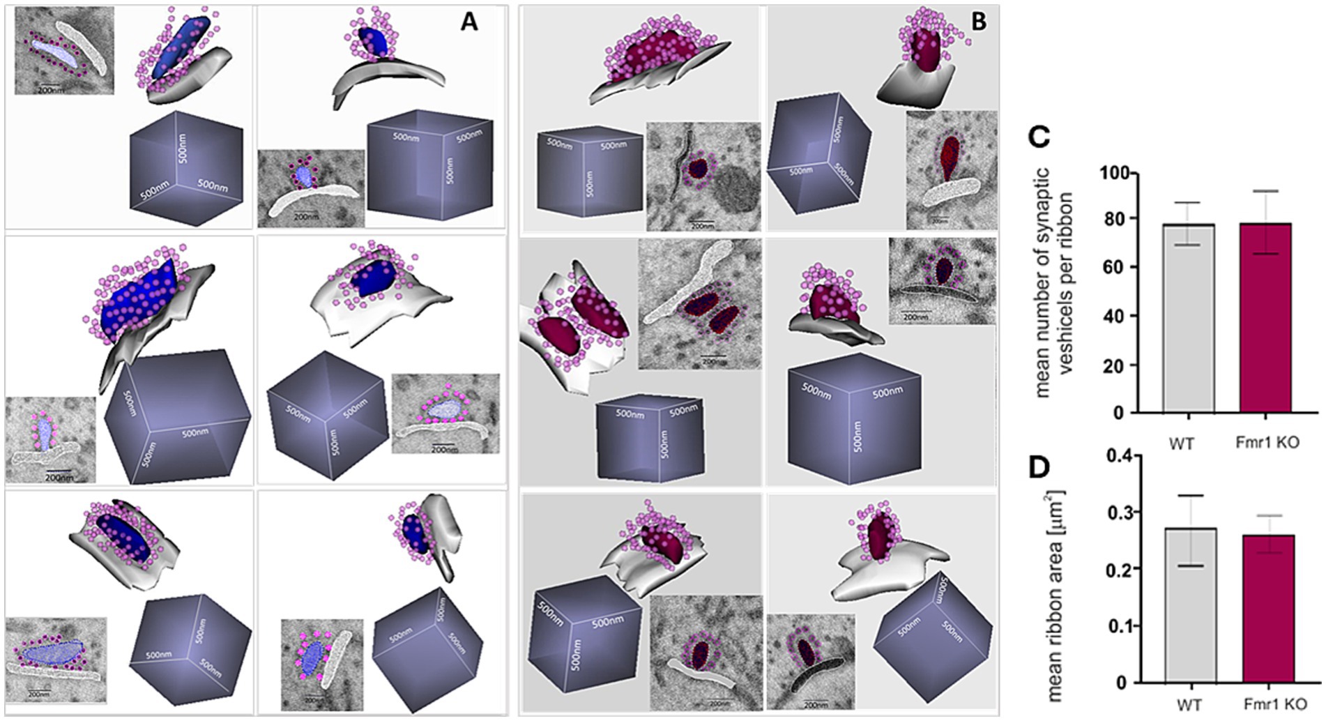 Panel A and B show 3D reconstructions of synaptic vesicles and ribbons with magnified electron microscopy insets. Panel C displays a bar graph comparing the mean number of synaptic vesicles per ribbon between wild type (WT) and Fmr1 knockout (KO) groups. Panel D shows a bar graph comparing the mean ribbon area between WT and Fmr1 KO groups. The WT bars are gray, and the Fmr1 KO bars are dark red. Each graph includes error bars.
