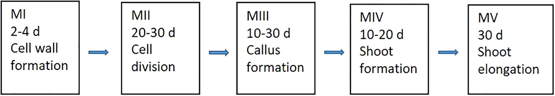 Flowchart depicting stages of plant development. Stage MI: 2-4 days, cell wall formation. Stage MII: 20-30 days, cell division. Stage MIII: 10-30 days, callus formation. Stage MIV: 10-20 days, shoot formation. Stage MV: 30 days, shoot elongation. Arrows indicate progression between stages.