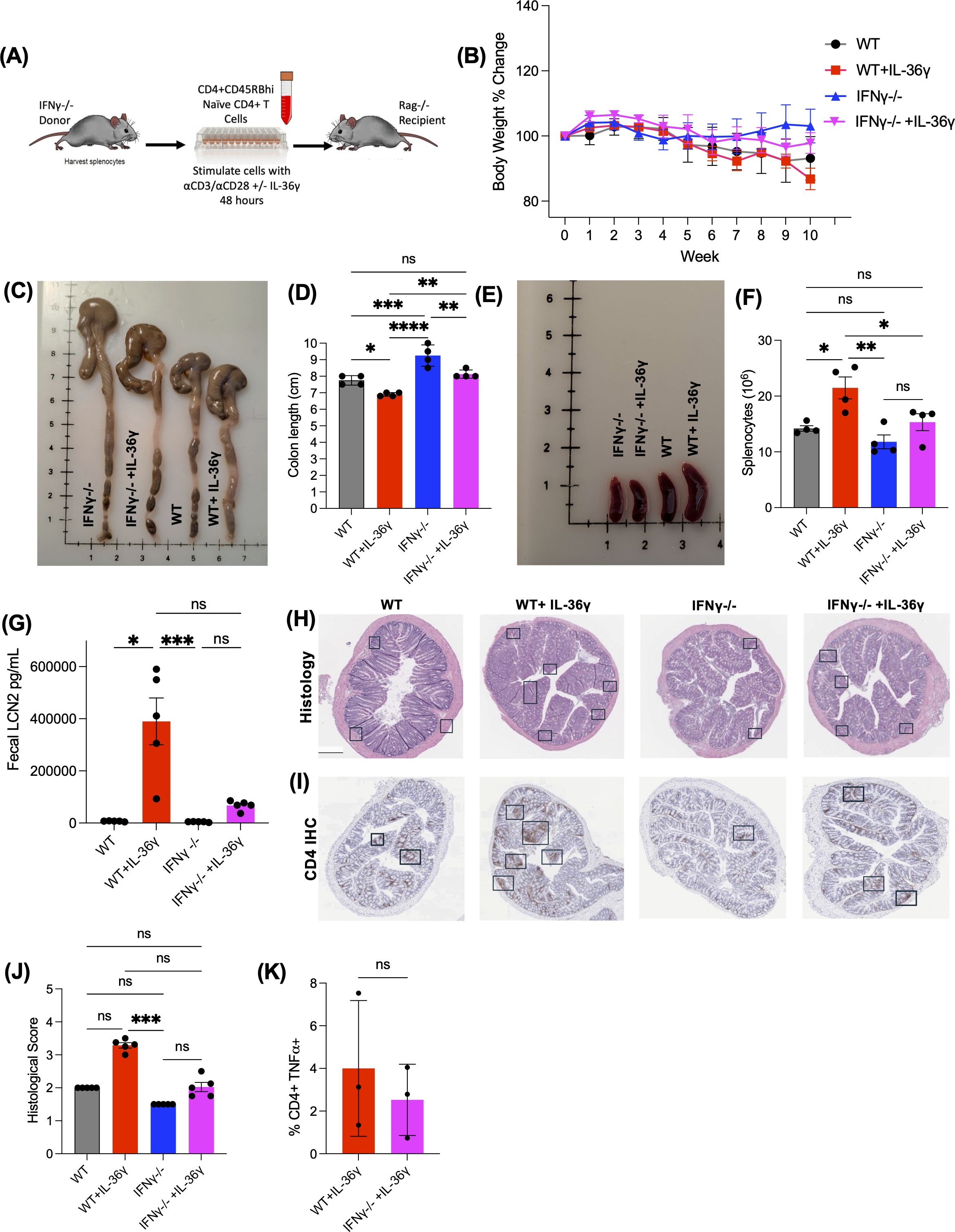 (A) Diagram showing experimental setup with mice used for a study involving CD4+ T cells and cytokines. (B) Line graph of body weight changes over ten weeks in four groups of mice: WT, WT with IL-36γ, IFNγ-/-, and IFNγ-/- with IL-36γ. (C) Image comparing colons from each group. (D) Bar graph showing colon length differences. (E) Spleen comparison between groups. (F) Bar graph comparing splenocyte counts. (G) Bar graph of fecal LCN2 levels. (H, I) Histology and immunochemistry images of colon sections from each group. (J) Bar graph summarizing histological scores. (K) Bar graph showing CD4+ TNFα+ cell percentages.