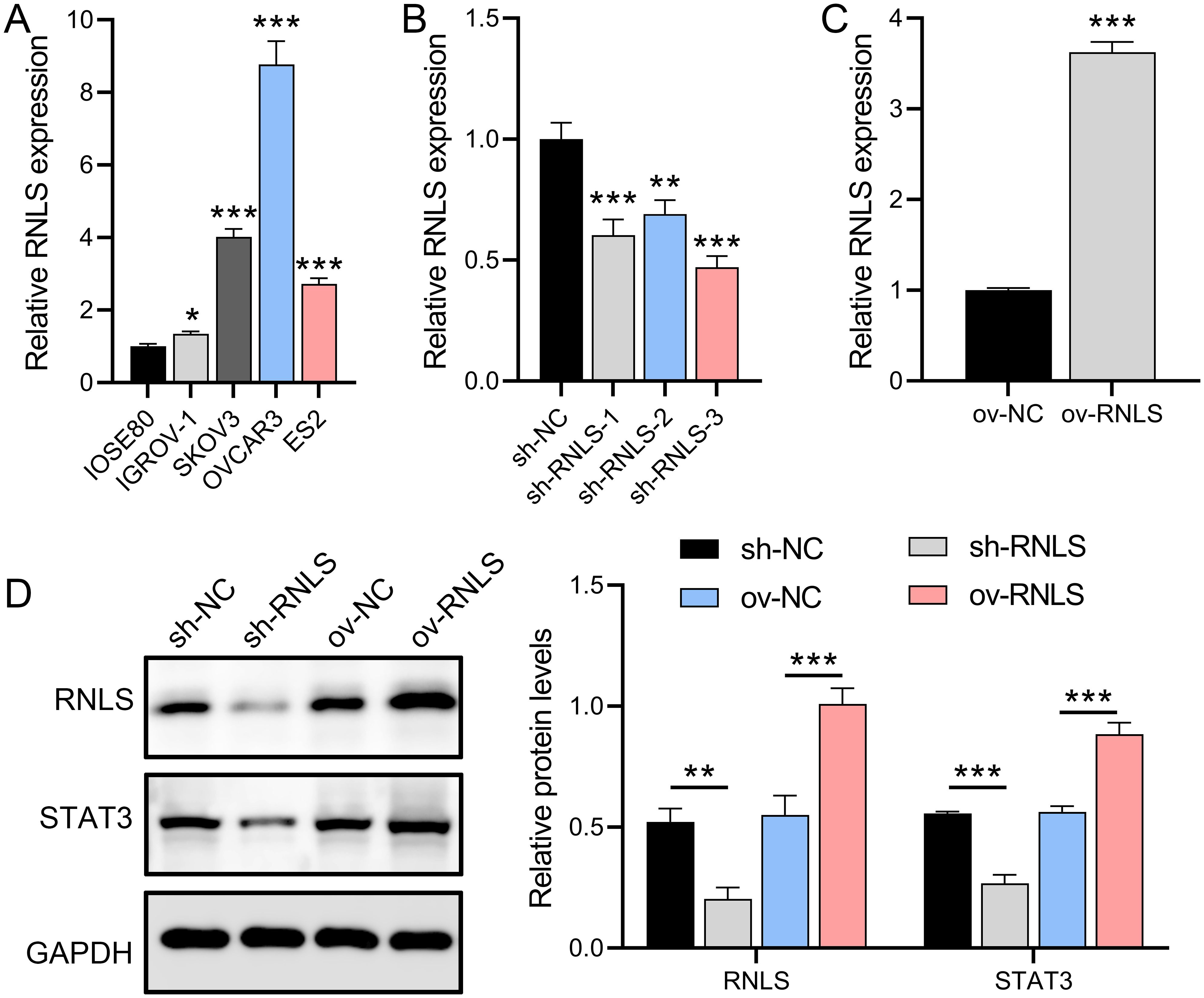 Bar charts and Western blot images show RNLS expression in various conditions. Chart A compares RNLS expression across different cell lines. Chart B and C depict RNLS expression changes in shRNA and overexpression experiments, respectively. Image D shows protein levels of RNLS and STAT3 under different experimental conditions, with corresponding bar graphs quantifying relative protein levels. Asterisks indicate statistical significance.