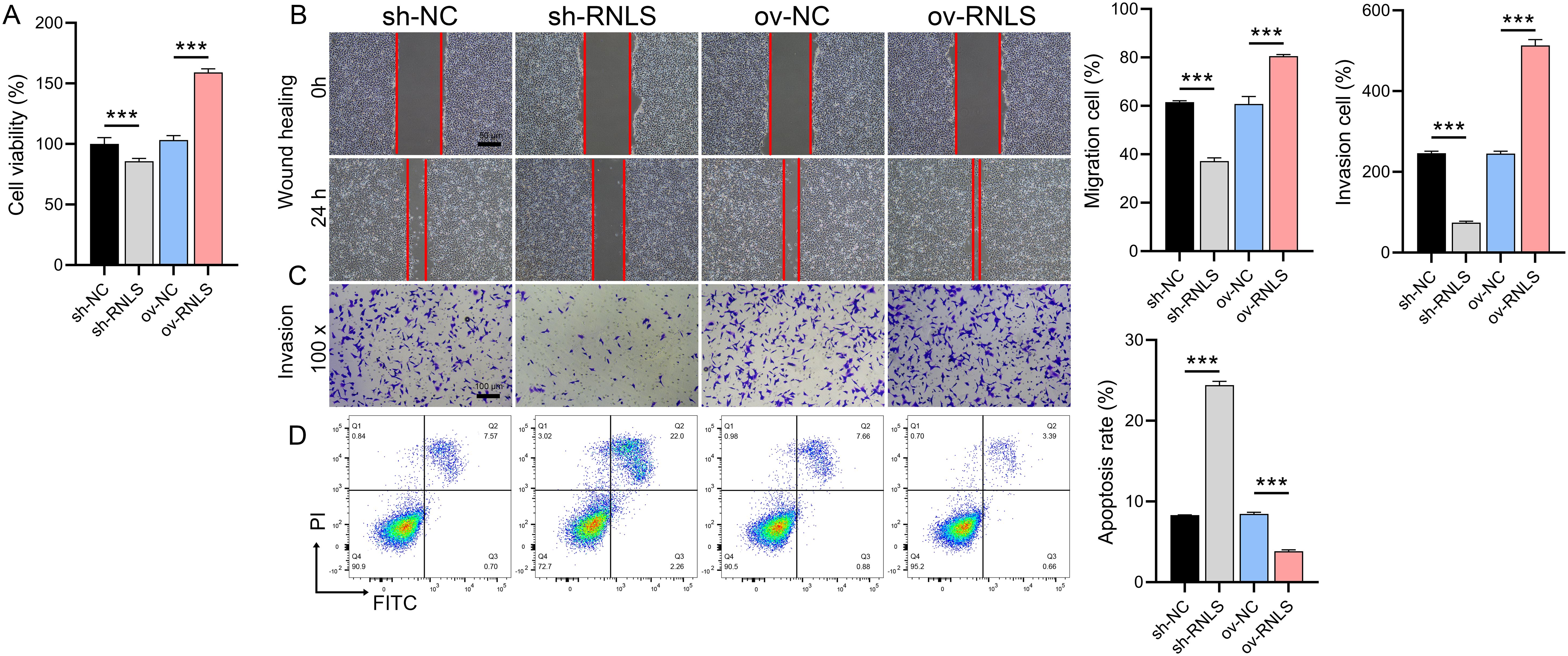 Bar graphs and microscopy images depict cell viability, migration, invasion, and apoptosis rates across four groups: sh-NC, sh-RNLS, ov-NC, and ov-RNLS. A wound healing assay shows migration differences over time. The ov-RNLS group has the highest viability, migration, and invasion, while the sh-RNLS group shows increased apoptosis. Scatter plots display fluorescence data, indicating cell populations. Statistical significance is marked by asterisks.