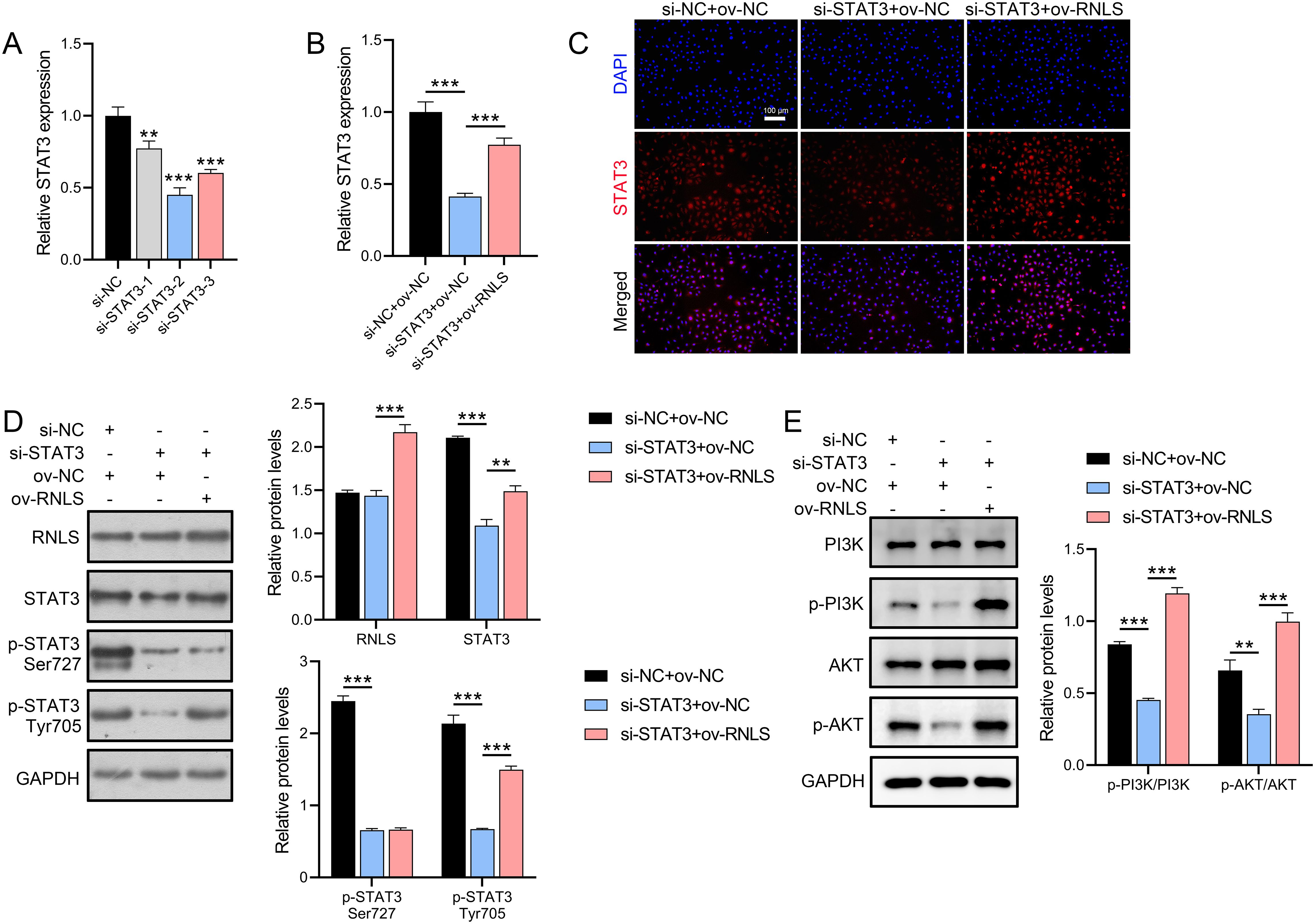 Graphs and panels illustrate STAT3 expression and related protein levels. Panel A shows varied STAT3 expression across different treatments. Panel B presents STAT3 expression with a focus on effects of RNLS. Panel C depicts stained cells, highlighting nuclear and STAT3 localization. Panel D includes western blots for RNLS, STAT3, phosphorylated STAT3, with corresponding bar graphs showing relative protein levels. Panel E shows PI3K and AKT phosphorylation, with blots and graphs indicating protein level changes across conditions. Statistical significance is denoted by asterisks on graphs. Scale bars and labels are provided.