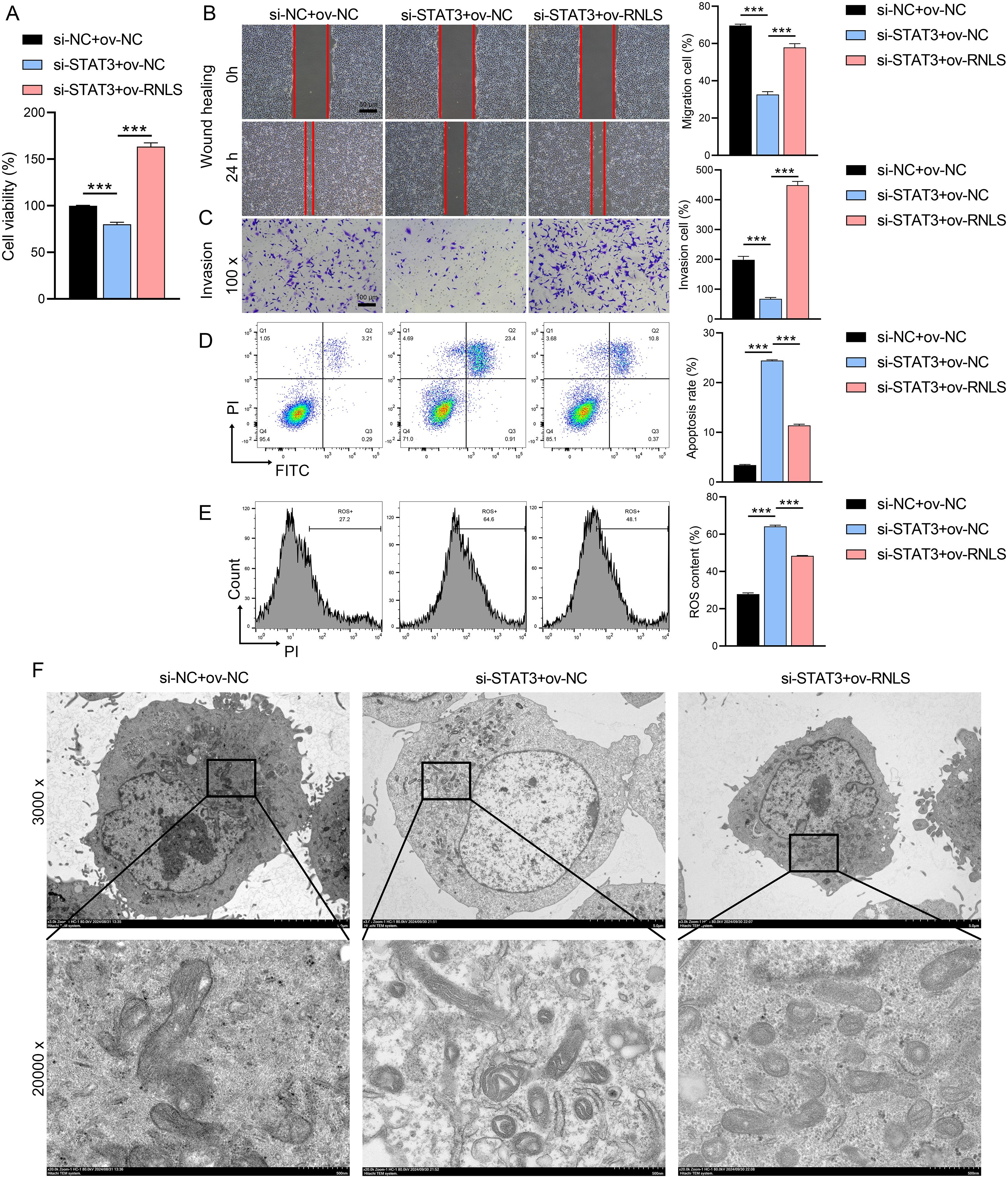 Composite image showcasing experimental results: A: Bar graph comparing cell viability percentages across three treatments with statistically significant differences. B: Wound healing assay with images at 0 and 24 hours showing cell migration. C: Microscopy images of cell invasion at 100x magnification. D: Flow cytometry plots indicating apoptosis rates. E: Histograms representing reactive oxygen species (ROS) content percentages. F: Transmission electron microscopy images at 3000x and 20000x, displaying cellular morphology differences among treatments. Buttons show statistical significance in graphs.
