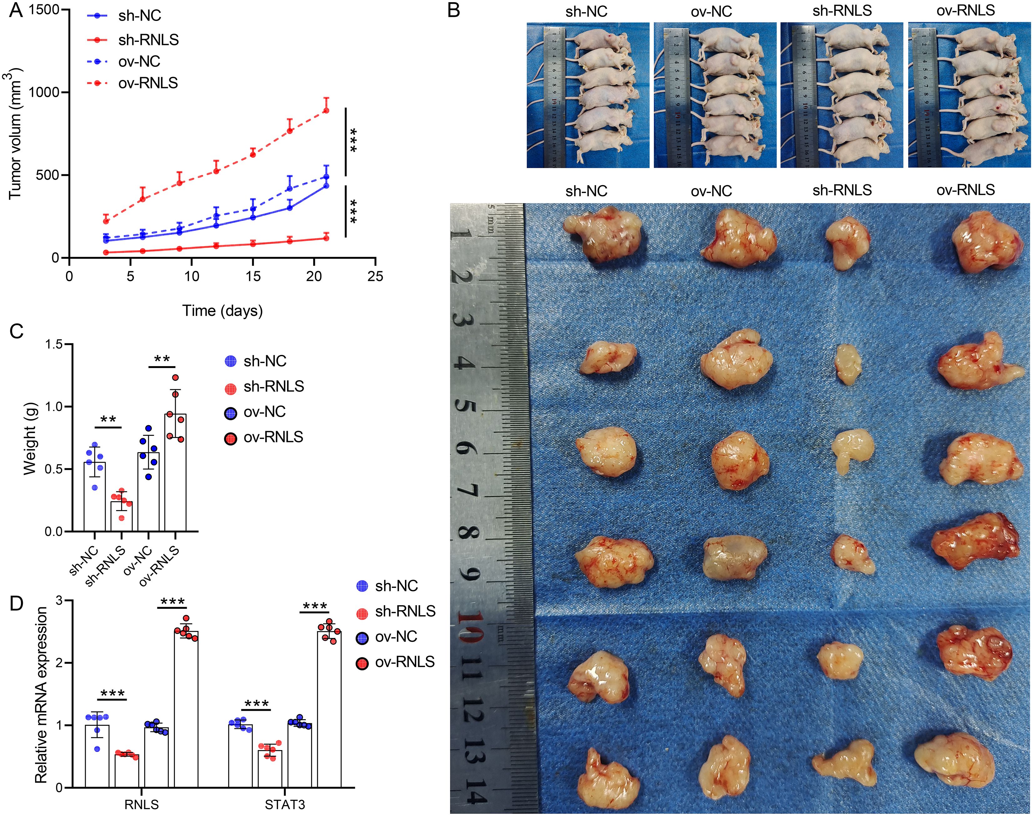 The image consists of four panels. Panel A is a line graph showing tumor volume over time for four experimental groups: sh-NC, sh-RNLS, ov-NC, and ov-RNLS. Panel B displays photographs of mice with visible tumors from these groups. Panel C is a bar graph indicating the weight of tumors, with statistical significance marked by asterisks. Panel D is another bar graph showing relative mRNA expression of RNLS and STAT3 in different groups, with significant results highlighted.