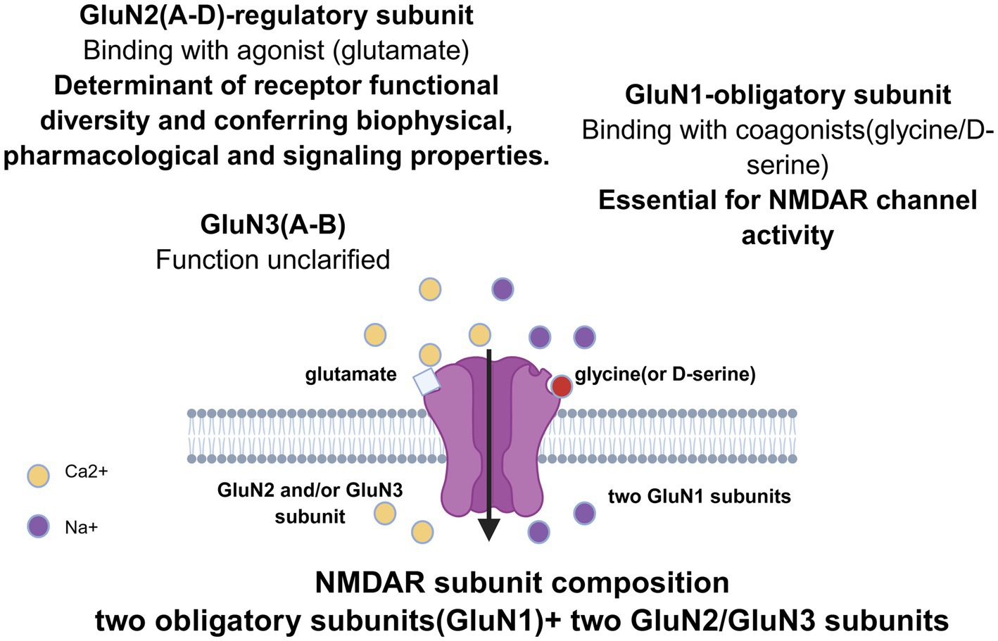 Diagram of NMDAR subunit composition and activity. The GluN1 subunit binds with glycine or D-serine, and it is essential for NMDAR channel activity. The GluN2 subunit binds with glutamate, determining NMDAR channel properties. The exact function of GluN3 remains unclear but can assemble with other GluN1 or GluN2 subunits to form atypical NMDARs with distinct properties.