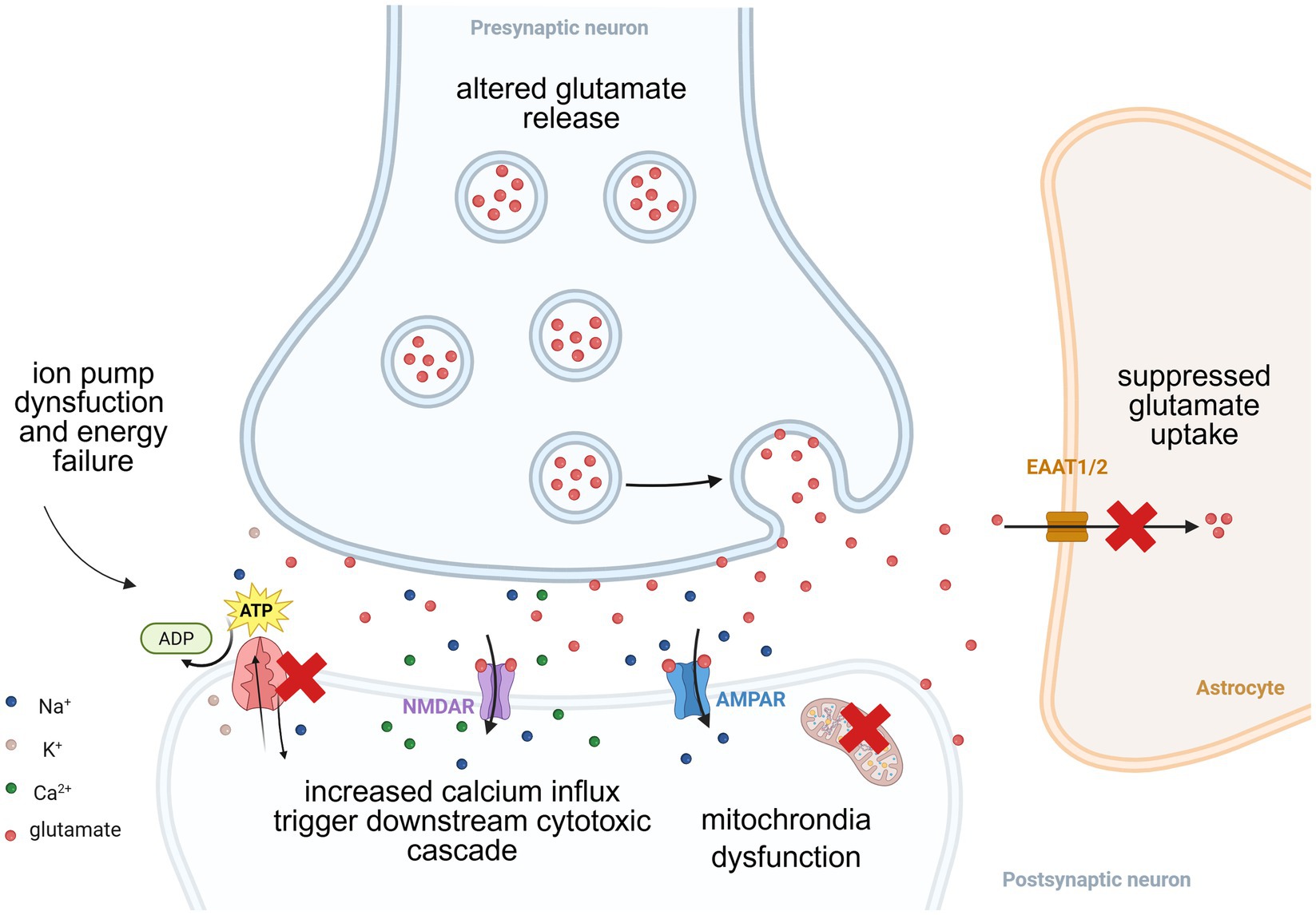 Diagram depicting NMDAR-mediated excitotoxic cascade. Pathological conditions may impair ATP production, inihibit ion pump activitiy and can lead to the collapse of the ion gradient, which eventually lead to abnormal glutamate level in the synaptic cleft. Persistent glutamate accumulation can lead to sustained NMDAR overactivation, triggering calcium-dependent neurotoxic cascades, including further mitochondrial dysfunction and neuronal death.