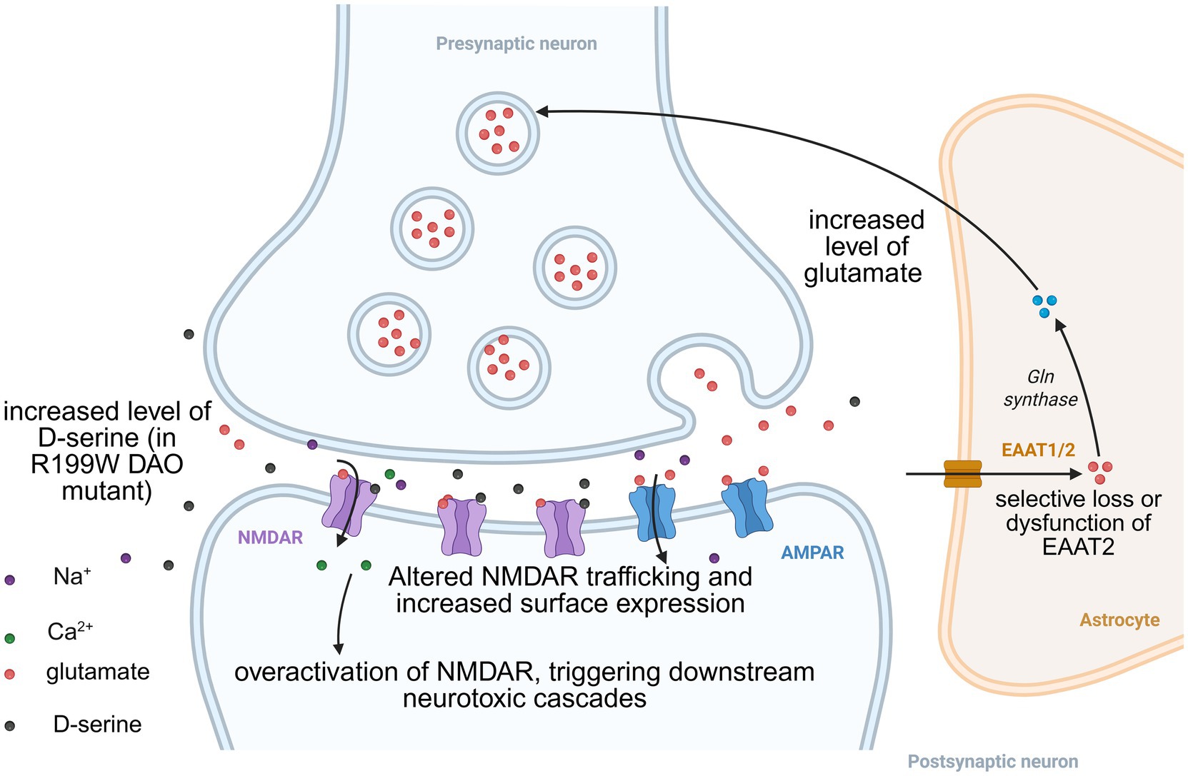 Proposed text: Diagram illustrating the key mechanisms driving excitotoxicity in ALS. Pathologically elevated levels of D-serine in ALS resulting in NMDAR overactivation. Altered NMDAR trafficking and increased surface expression may also contribute to this overactivation, facilitating pathological calcium influx and exacerbating excitotoxic injury to motor neurons.