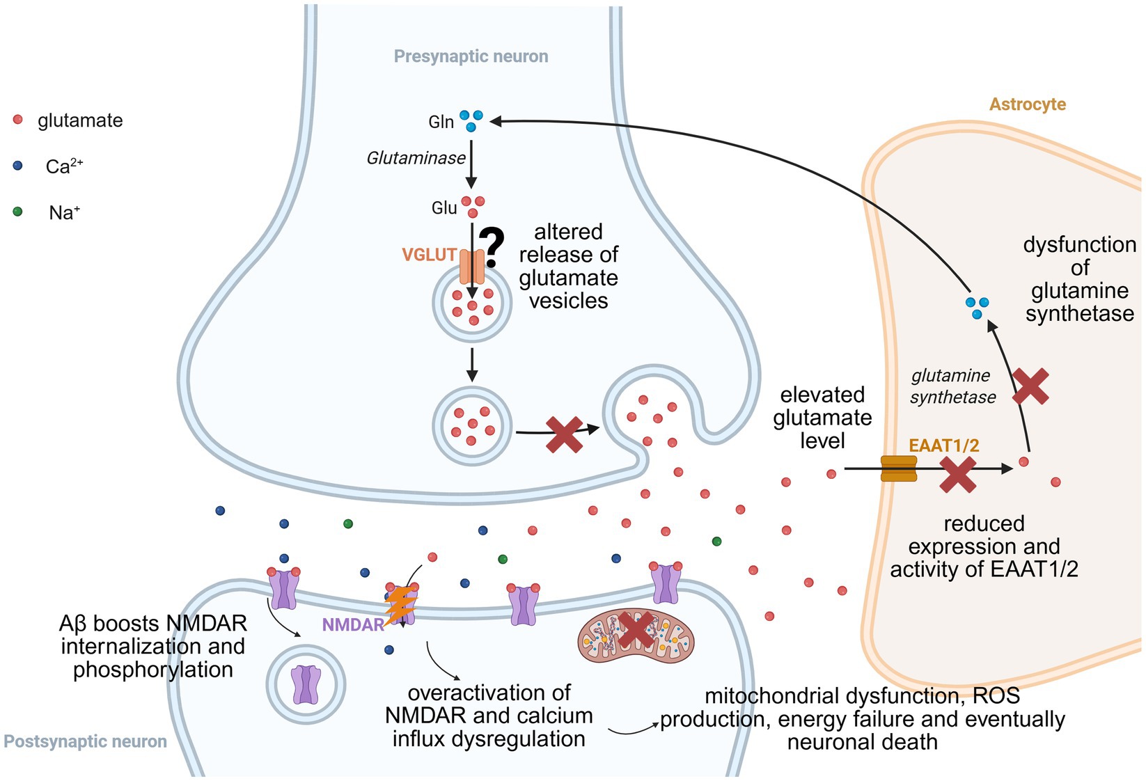 Diagram illustrating Aβ-triggered pathological cycle in AD. Aβ oligomers drive presynaptic glutamate spillover through multiple pathways. Postsynaptic NMDARs undergo Aβ-induced phosphorylation and internalization, leading to pathological overactivation and calcium overload. Resultant calcium overload triggers mitochondrial dysfunction, ROS production, energy failure and eventually neuronal death.