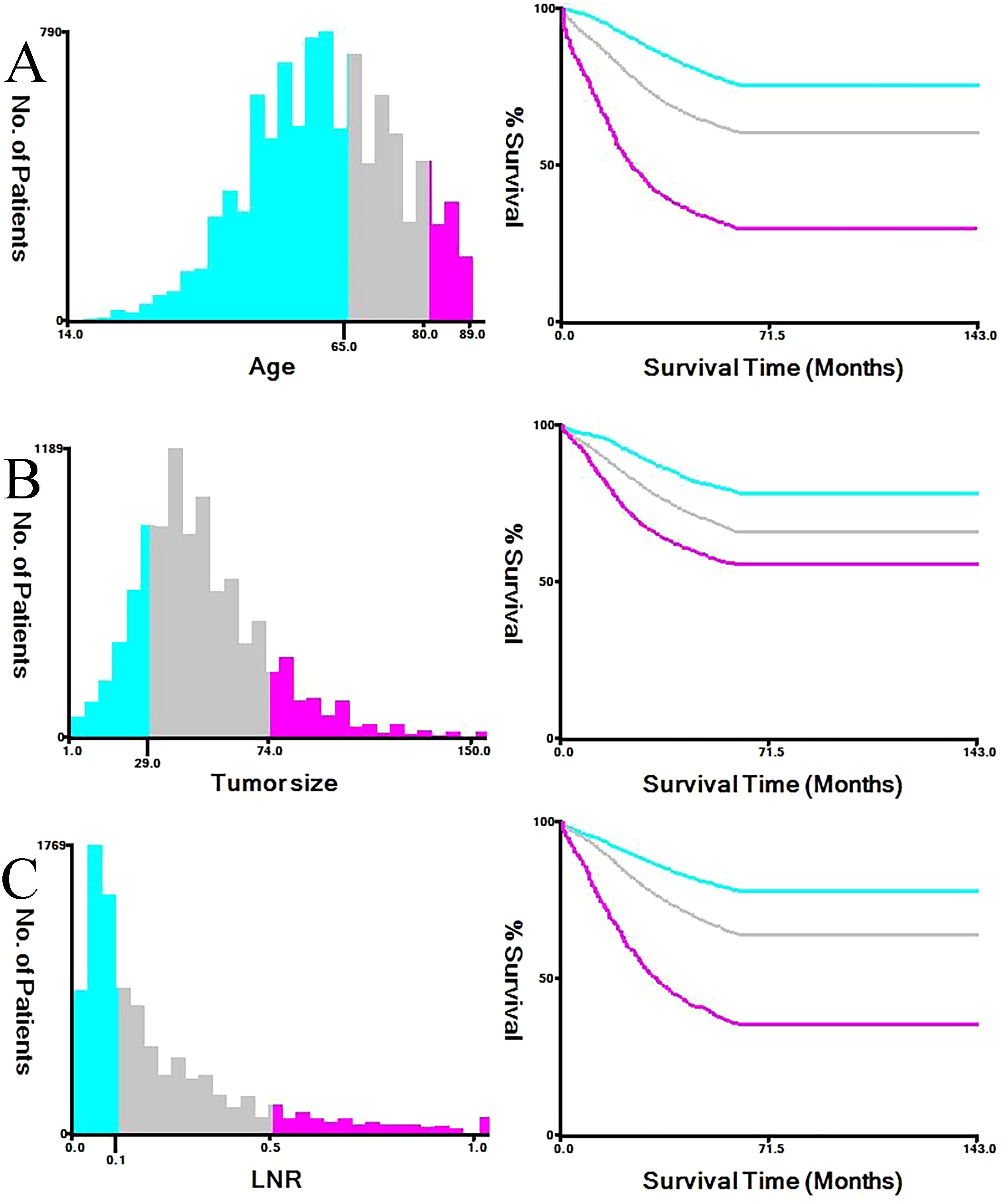Panel A shows age distribution and corresponding survival curves. Panel B presents tumor size distribution and survival curves. Panel C depicts LNR (Lymph Node Ratio) distribution and survival curves. Graphs highlight variations in survival rates over time based on different factors, with color-coded lines representing each group.