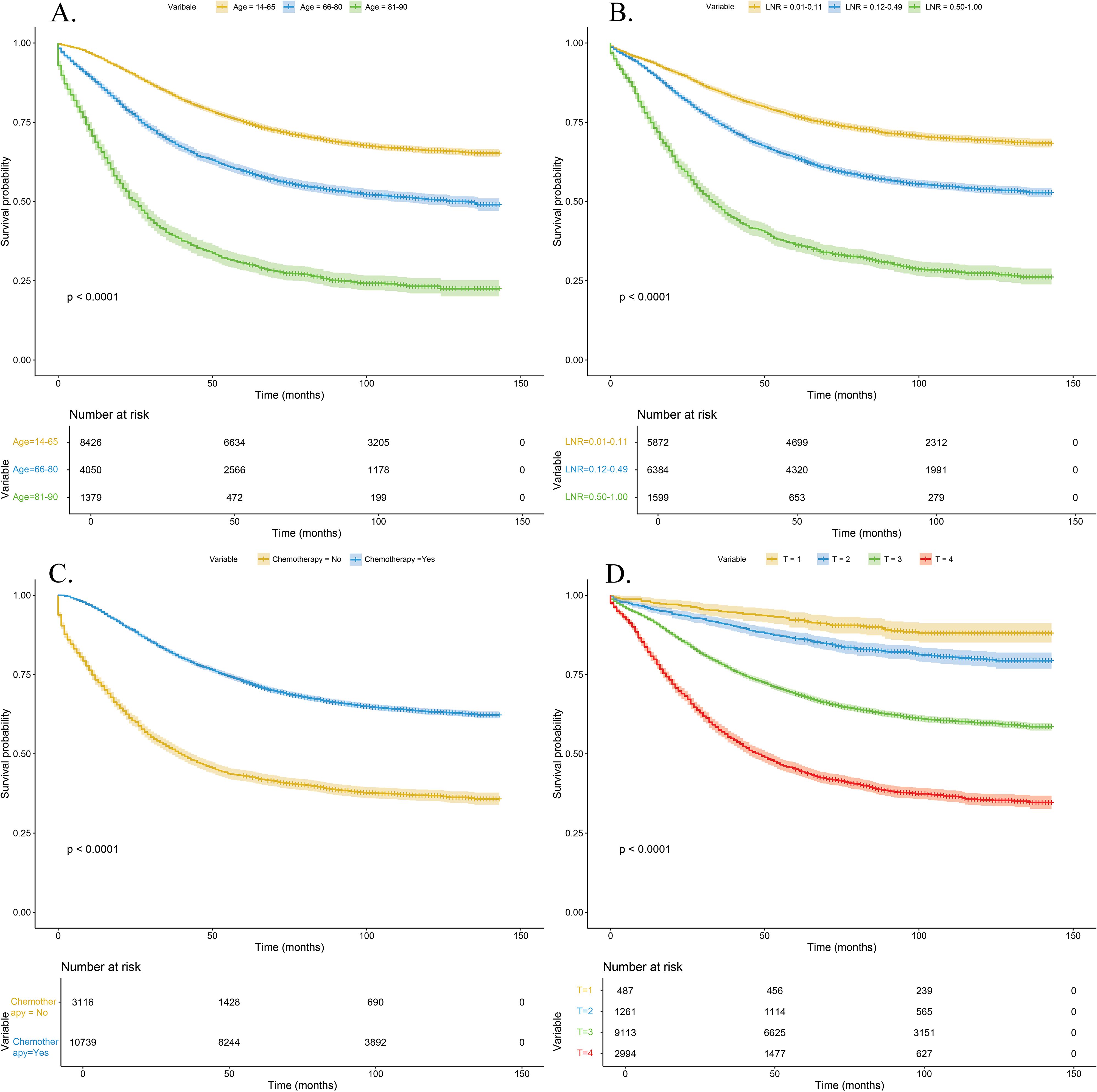 Four Kaplan-Meier survival curves labeled A to D. A: Survival by age group with three curves for ages fourteen to forty-five, forty-six to sixty, and sixty-one to eighty. B: Survival by lymph node ratio (LNR) with three curves for different ranges. C: Survival by chemotherapy status with two curves for no and yes. D: Survival by unspecified variable T with four curves. Each graph includes a table showing the number at risk and a p-value less than 0.0001. All charts display survival probability over time in months.