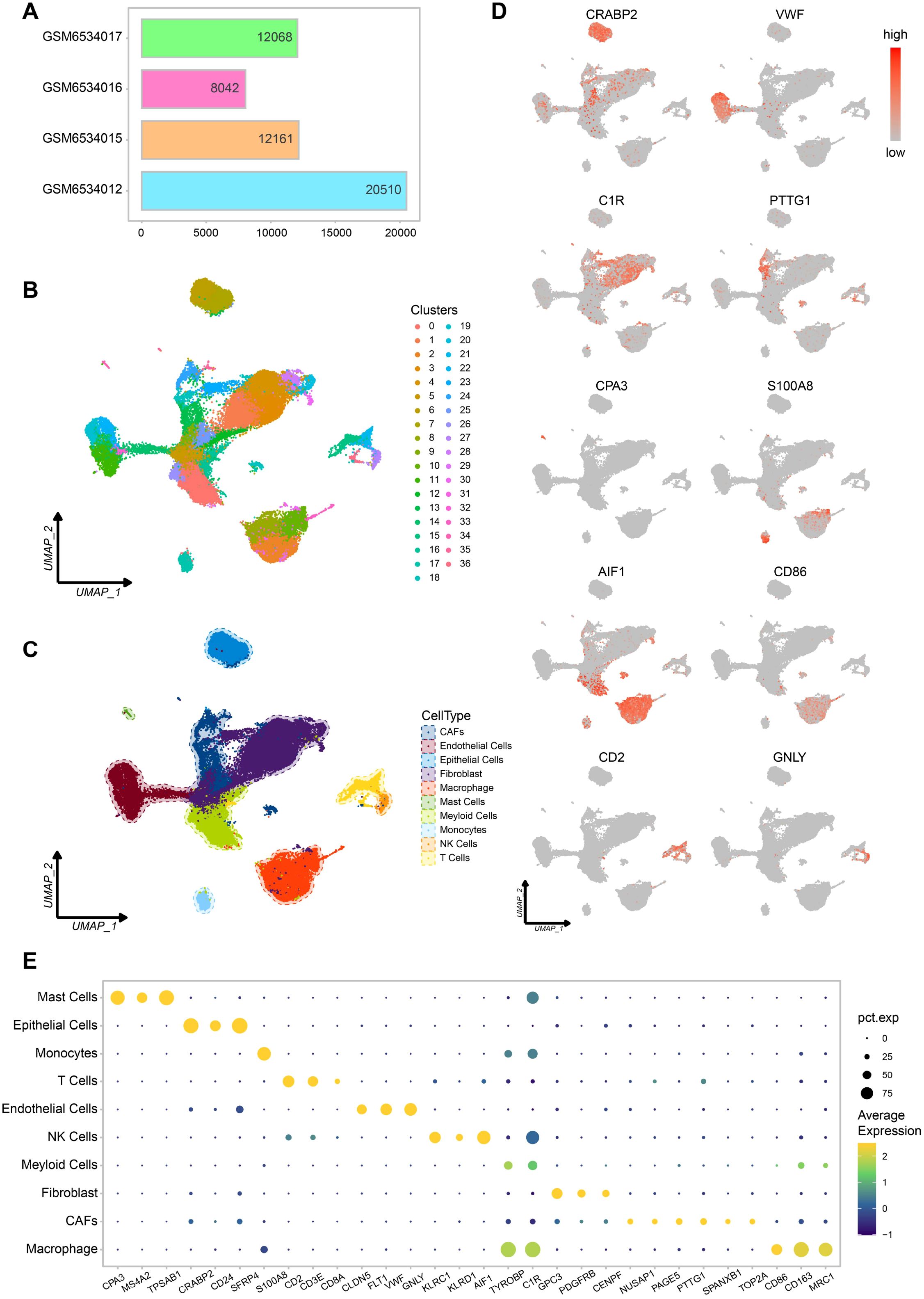 Bar chart (A) showcasing sample sizes with different colors; UMAP plots (B, C) display clusters and cell types; scatter plots (D) illustrate gene expression levels; dot plot (E) indicates expression across cell types.