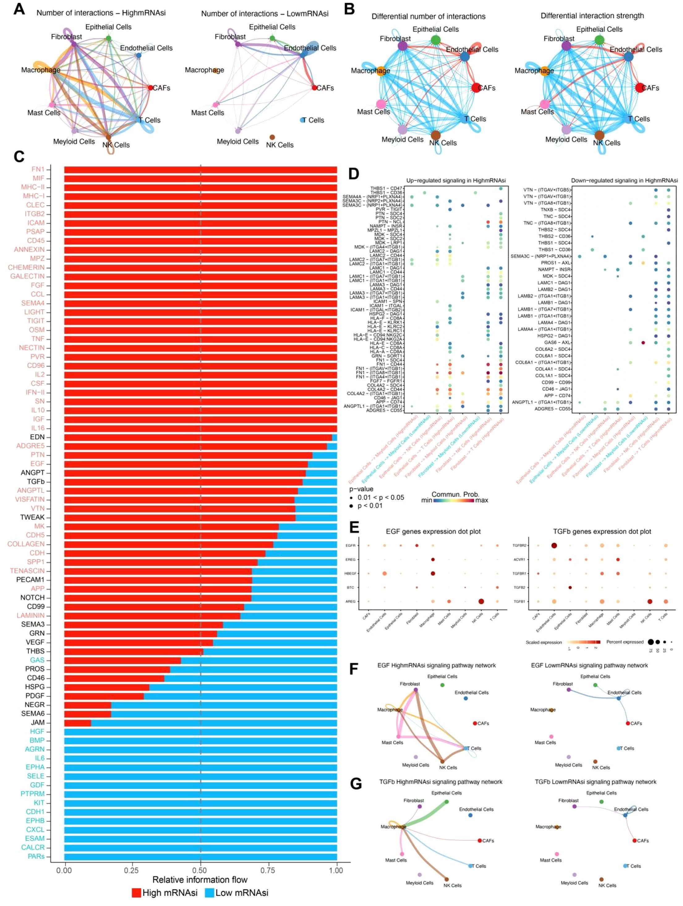 Diagram featuring multiple panels examining cell interactions and gene expression. Panel A shows interaction networks for high and low nRNA siRNA-treated cells. Panel B presents differential interaction numbers and strengths. Panel C is a bar chart showing relative information flow for genes, divided between high and low groups. Panel D contains dot plots of up-regulated and down-regulated signaling in high nRNA siRNA. Panel E provides dot plots for EGF and TGFβ gene expression. Panels F and G depict signaling pathway networks for high and low nRNA siRNA scenarios.