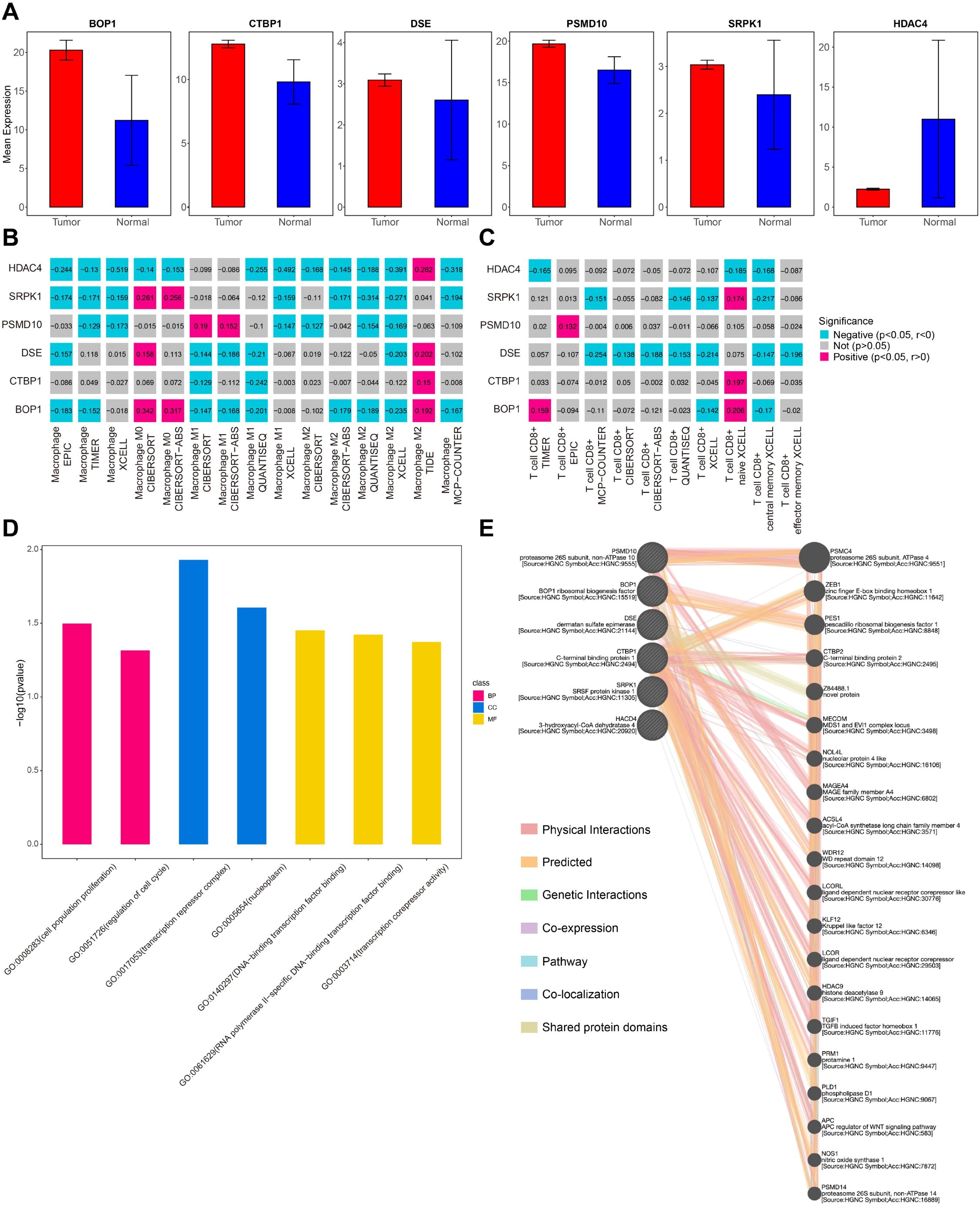 A series of graphs and a network diagram analyze gene expression and interactions. Panel A shows bar graphs of mean expression levels for genes BOP1, CTBP1, DSE, PSMD10, SRPK1, and HDAC4, comparing tumor and normal samples. Panels B and C are heatmaps displaying correlations between genes and different cell types, with color coding for significance. Panel D is a bar graph of negative logarithmic p-values for various gene ontology terms. Panel E is a network diagram illustrating relationships between genes and interaction types, including physical interactions, co-expression, pathways, and others, with color distinctions for each type.