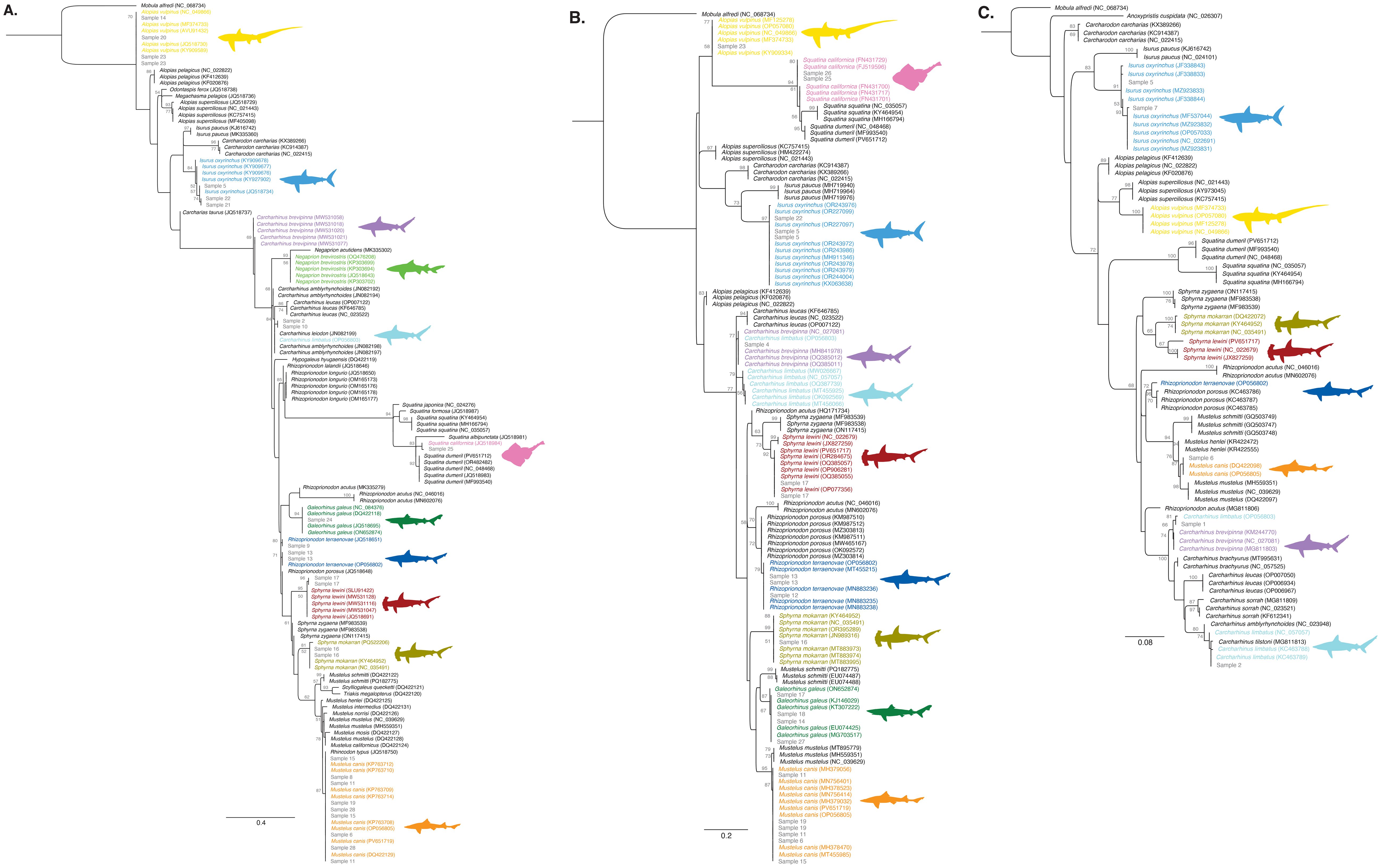 Three phylogenetic trees labeled A, B, and C display the evolutionary relationships among various shark species. Each tree includes colored shark silhouettes corresponding to species names, showing branching patterns based on genetic data. Differences in tree structure signify varying phylogenetic relationships. The trees are annotated with specific species' genetic identifiers, and scale bars indicate evolutionary distance.