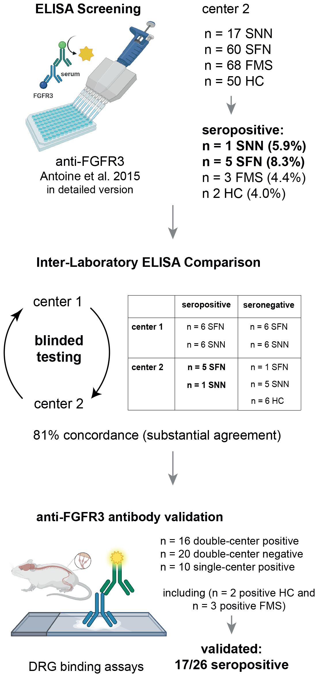 Flowchart illustrating ELISA screening, Inter-Laboratory ELISA comparison and DRG immunofluorescence validation for anti-FGFR3 antibodies across centers. Screening Center 2: 5.9% SNN, 8.3% SFN, 4.4% FMS, 4.0% healthy controls positive. Inter-laboratory comparison shows 81% concordance between both centers. Antibody validation through DRG binding assays confirms 17/26 (65.3%) sera as positive.