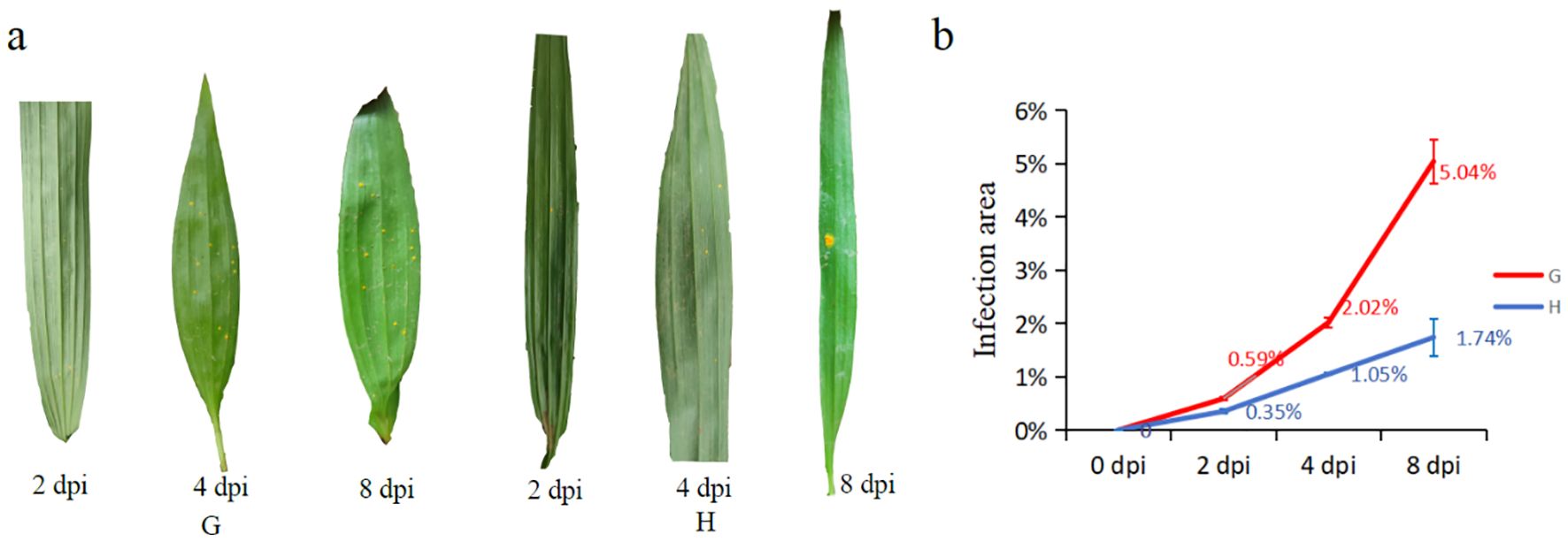 Panel a shows leaf images with visible disease progression at 2, 4, and 8 days post-infection (dpi). Panel b presents a line graph comparing infection areas over time for two conditions, labeled G and H. Condition G shows a sharp increase to 5.04% by 8 dpi, while condition H increases more gradually to 1.74%.