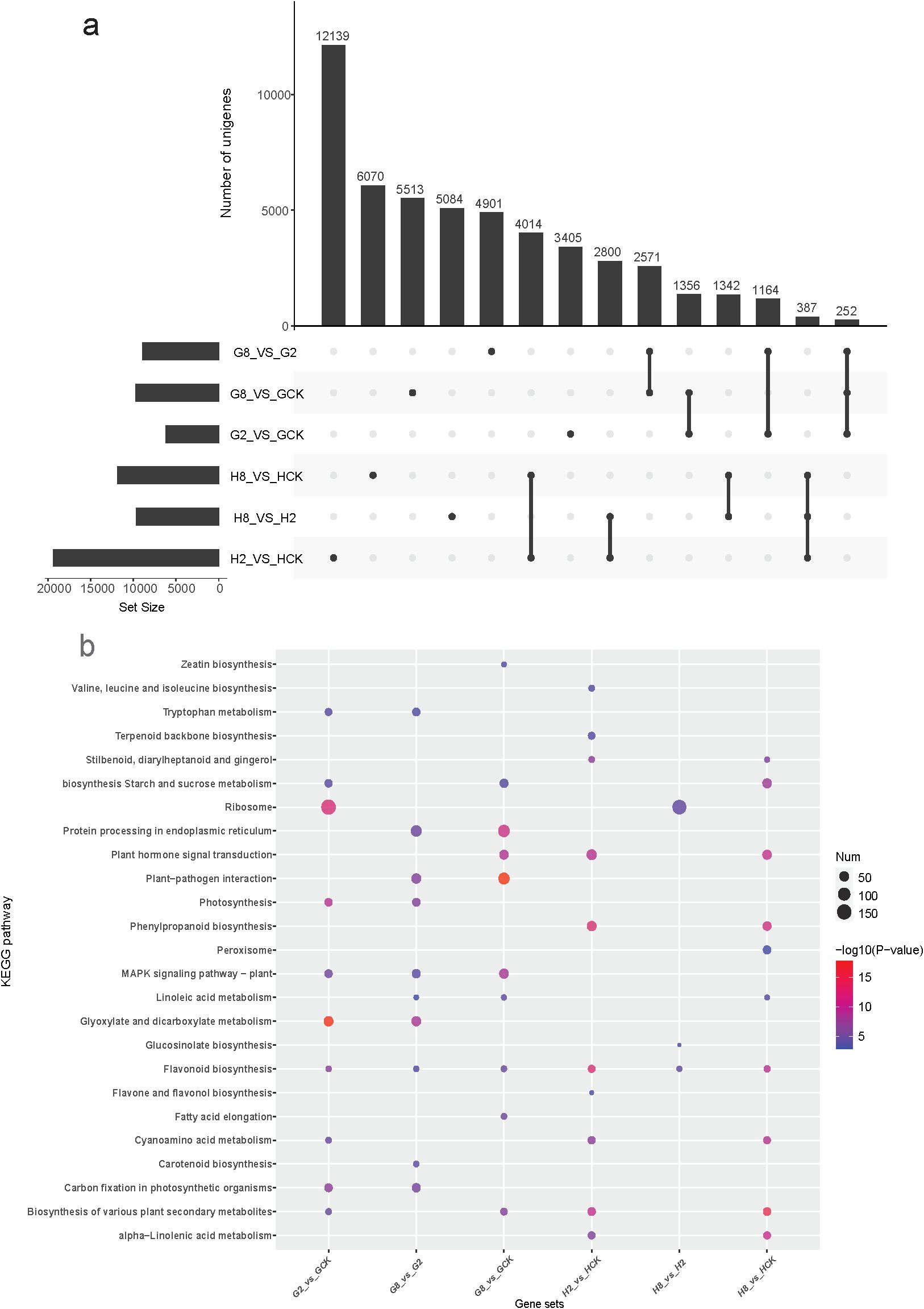 Panel a displays a bar chart with intersection sets for unigene numbers across several comparisons, with counts ranging from 252 to 12139. Panel b is a dot plot showing KEGG pathway enrichment across different gene sets, with varying circle sizes indicating the number of genes and color intensity representing negative log p-values. The pathways include biosynthesis and metabolism-related processes.