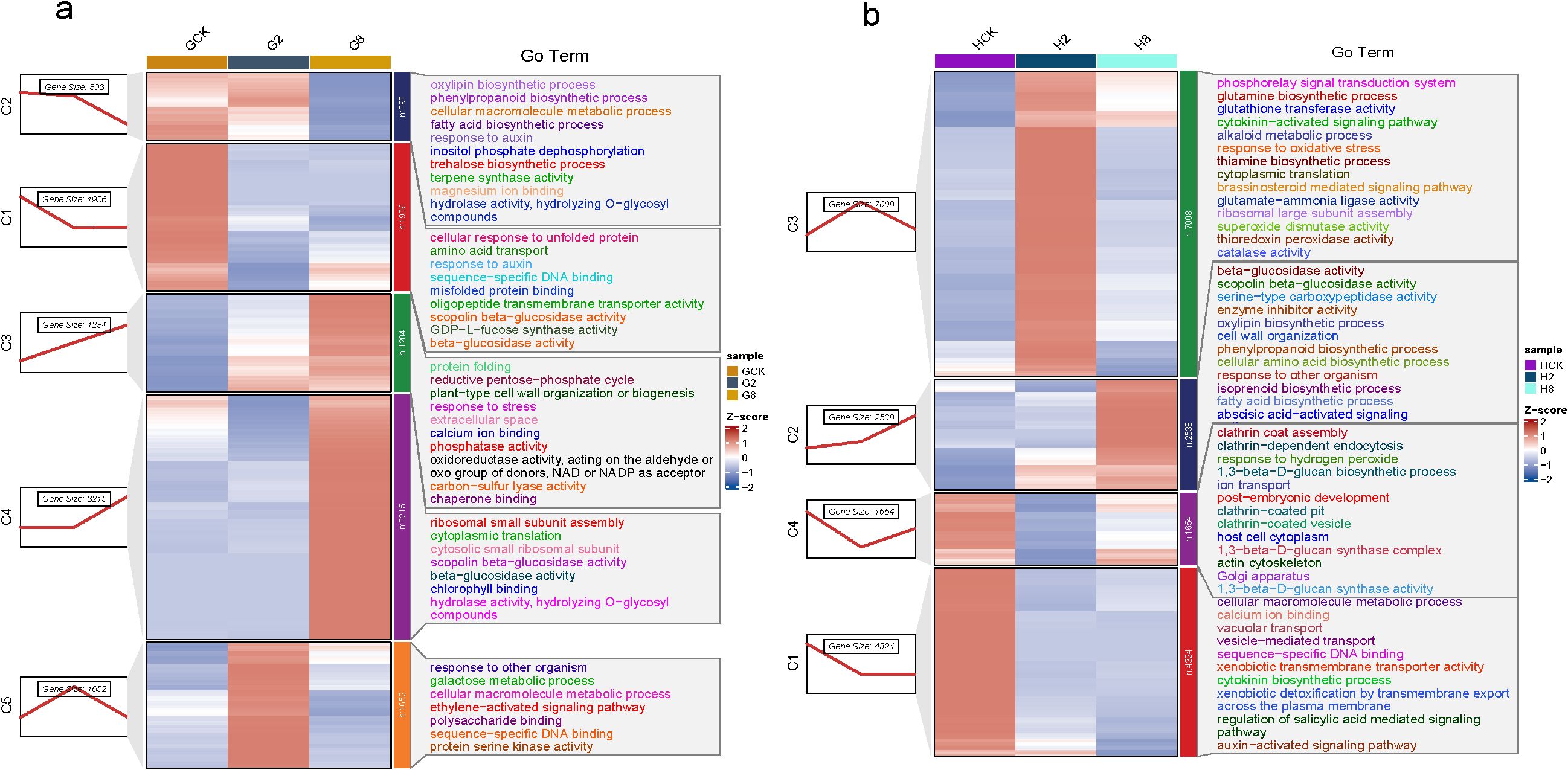 Heatmaps show gene expression clusters across samples. Panel (a) includes samples GCK, G2, and G8 with clusters C1 to C5, while panel (b) features samples HCK, H2, and H8 with clusters C1 to C4. Each row represents a gene cluster with associated gene sizes and biological process terms. Color gradients indicate Z-score levels, revealing expression changes.