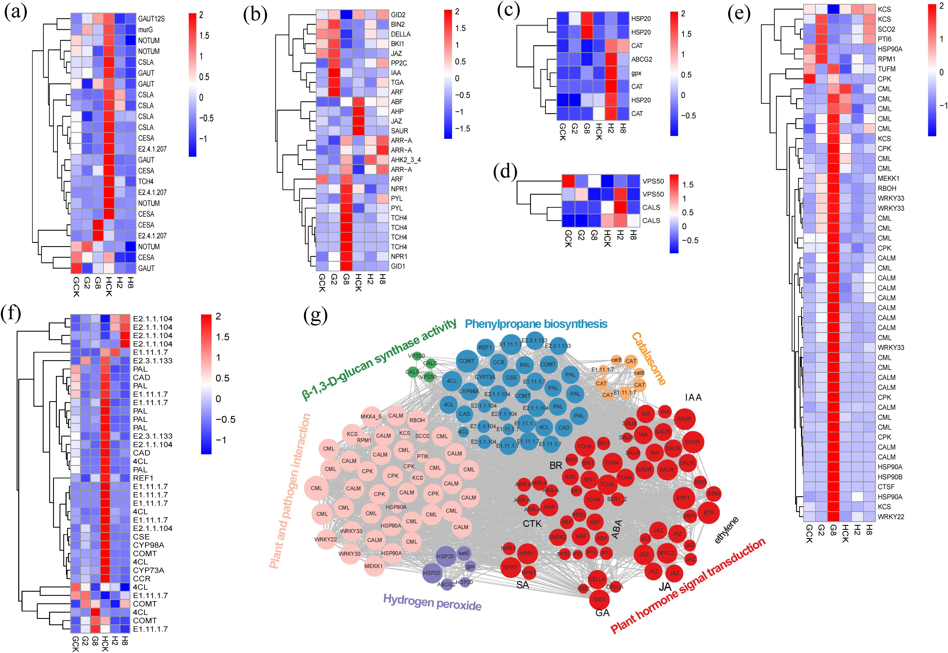 Heatmaps and a network diagram illustrate gene expression related to plant biological processes. Panels (a) to (f) show clustering heatmaps with color gradients indicating expression levels, from red (high) to blue (low). Labels include various genes and conditions like CKX, HB, HX, etc. Panel (g) features a network diagram with nodes and edges representing interactions among processes such as “Phenylpropane biosynthesis,” “Catabolism,” and “Plant hormone signal transduction,” with groups color-coded and labeled accordingly.