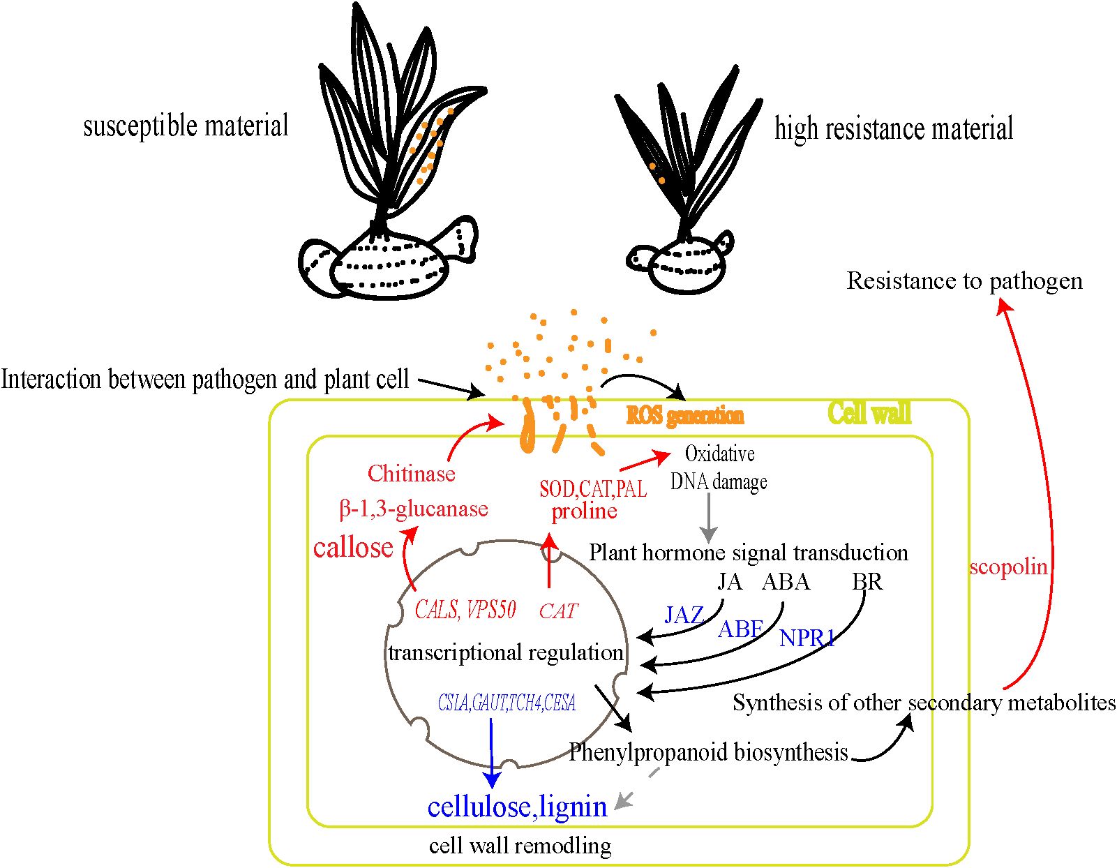 Diagram illustrating plant-pathogen interaction. On the left, the plant with susceptible material shows interaction, while on the right, a plant labeled as high resistance material shows resistance to pathogens. The process includes ROS generation, transcriptional regulation, signal transduction, oxidative DNA damage, and synthesis of secondary metabolites like scopolin. Key enzymes like chitinase and β-1,3-glucanase contribute to callose production. The diagram details hormonal pathways involving JA, ABA, and BR, leading to cell wall remodeling and phenylpropanoid biosynthesis, enhancing pathogen resistance.