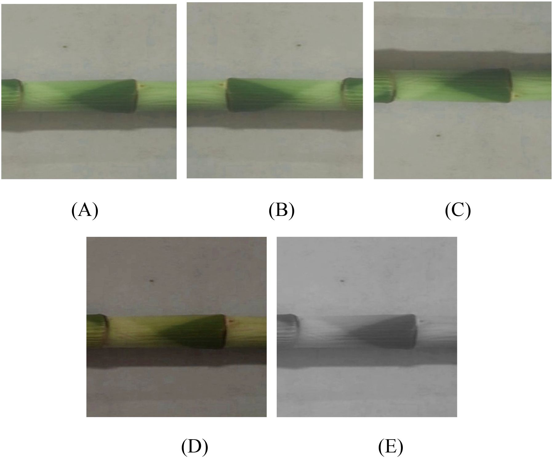 Five images of a bamboo stalk section: (A), (B), and (C) show green bamboo from different angles on a light background. (D) presents the bamboo in dimmer lighting. (E) shows the same section in grayscale.