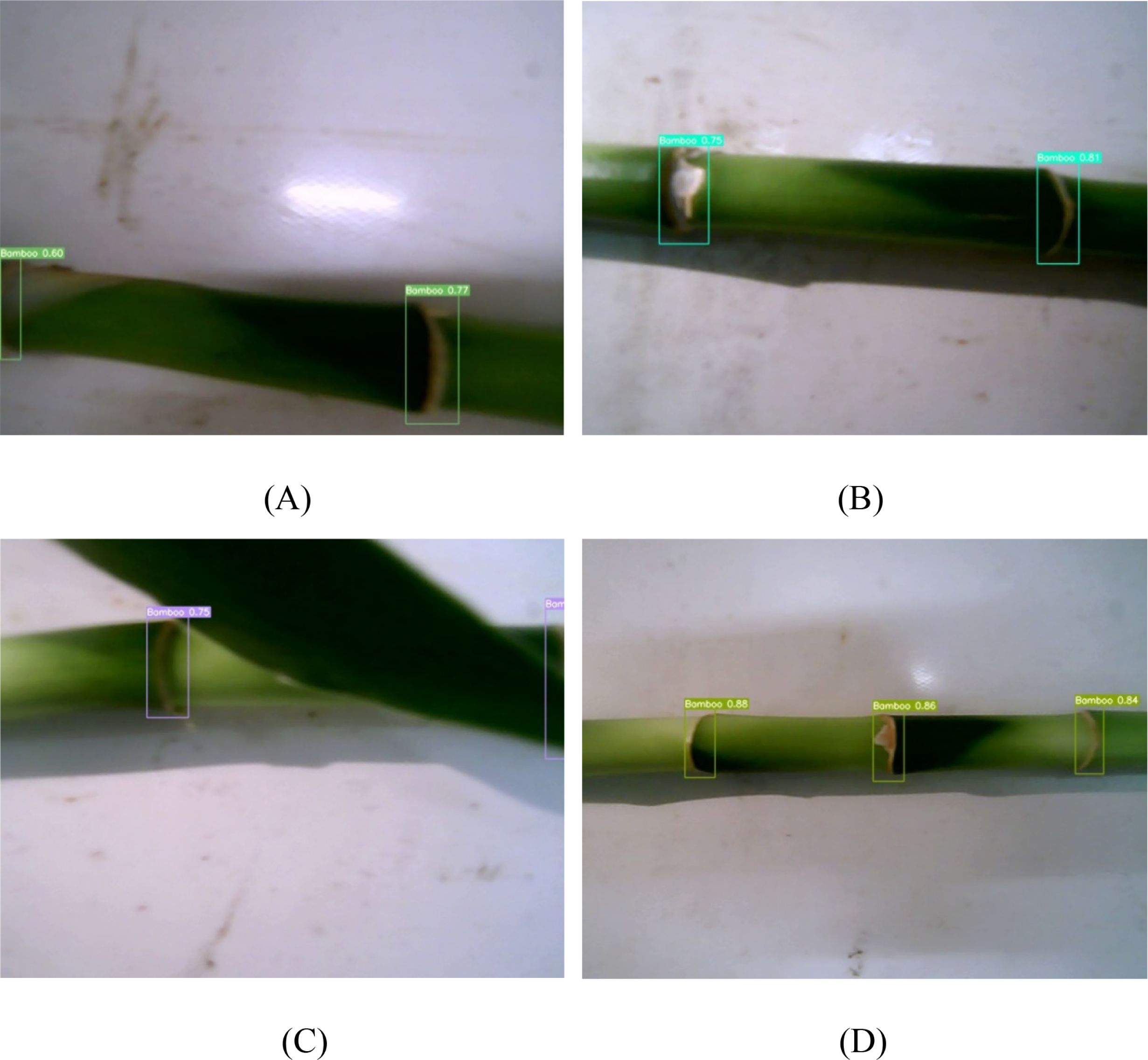 Four close-up images labeled A, B, C, and D show sections of bamboo with labeled confidence scores displayed in colored boxes. Each score represents the likelihood of the identified bamboo segments, with varying levels of confidence indicated on the bamboo pieces. A white background is visible in all images.