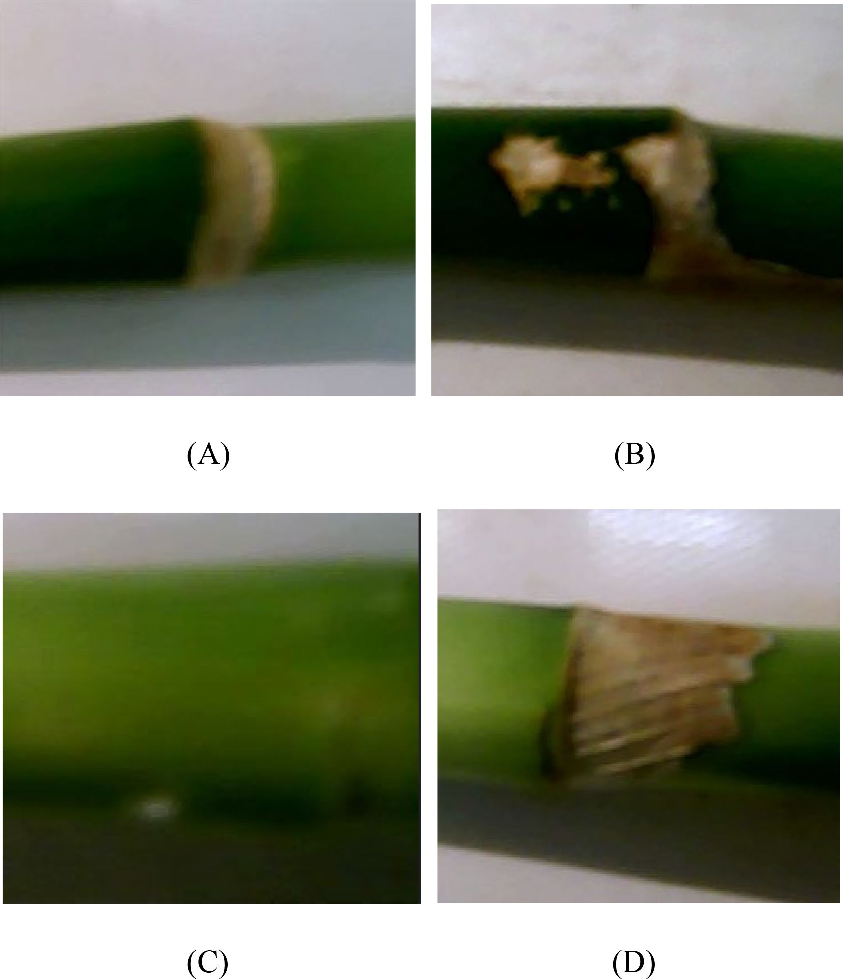 Close-up images of green stems with various conditions. (A) Healthy stem with a smooth surface. (B) Stem with a rough, damaged area. (C) Blurred green stem. (D) Stem showing peeling or frayed section.