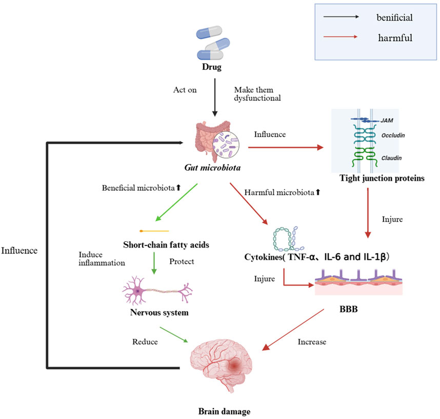 Diagram illustrating the influence of drugs on gut microbiota, affecting the brain. Drugs impact gut microbiota, causing dysfunction. Harmful microbiota increase affects tight junction proteins, promoting cytokines TNF-alpha, IL-6, and IL-1 beta, which damage the blood-brain barrier and increase brain damage. Beneficial microbiota increase short-chain fatty acids, influencing the nervous system by inducing inflammation or protection, ultimately reducing brain damage. Arrows indicate beneficial (black) and harmful (red) pathways.
