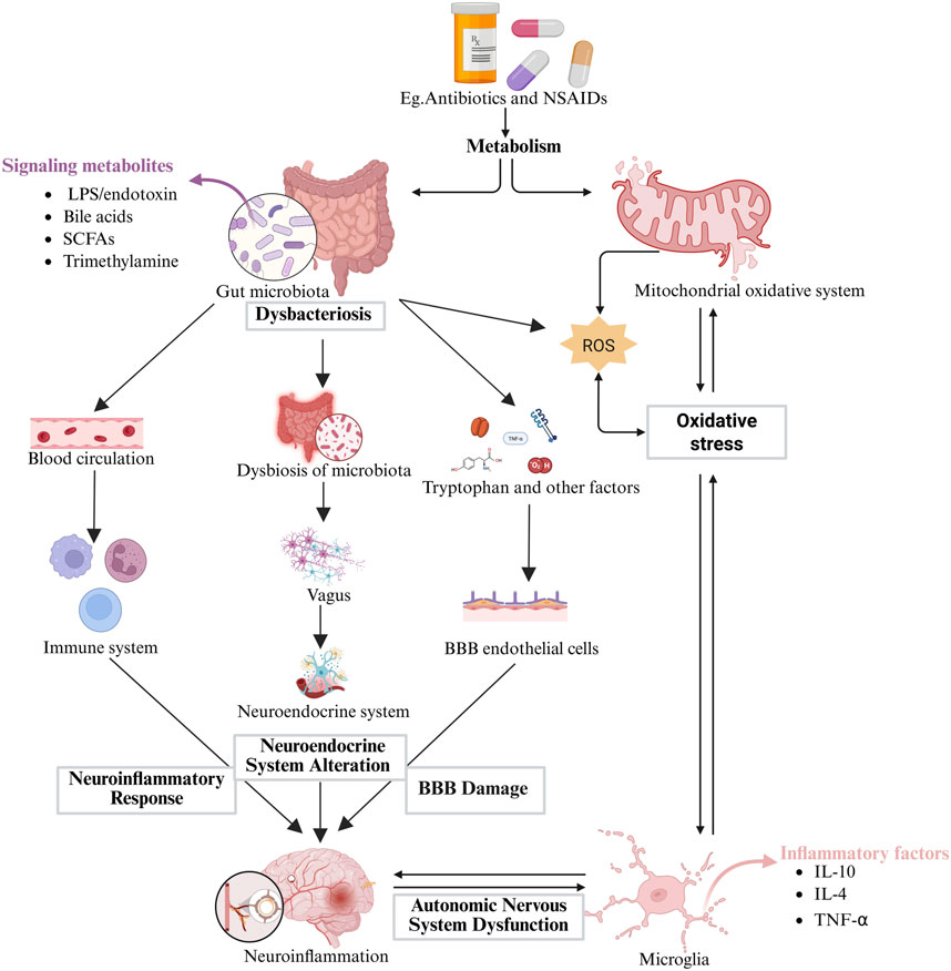 Illustration depicting the impact of antibiotics and NSAIDs on gut microbiota, leading to dysbacteriosis and oxidative stress. It shows pathways of signaling metabolites affecting the blood-brain barrier (BBB), immune and neuroendocrine systems, resulting in neuroinflammatory responses, neuroendocrine system alteration, BBB damage, and ultimately autonomic nervous system dysfunction. Arrows indicate processes like metabolism interaction, mitochondrial oxidative system involvement, and inflammatory factors such as IL-10, IL-4, and TNF-α contributing to neuroinflammation and microglial activation.