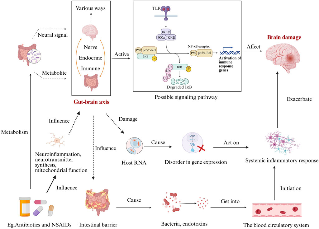 Diagram illustrating the gut-brain axis and its role in brain damage. The gut interacts with the brain through nerve, endocrine, and immune pathways. A possible signaling pathway involves TLR activation and NF-kB complex, leading to immune gene activation. Metabolic influences and host RNA damage can cause gene expression disorders, impacting systemic inflammatory responses and brain health. Antibiotics and NSAIDs affect the intestinal barrier, allowing bacteria and endotoxins to enter the bloodstream, initiating inflammation and potentially exacerbating brain damage.